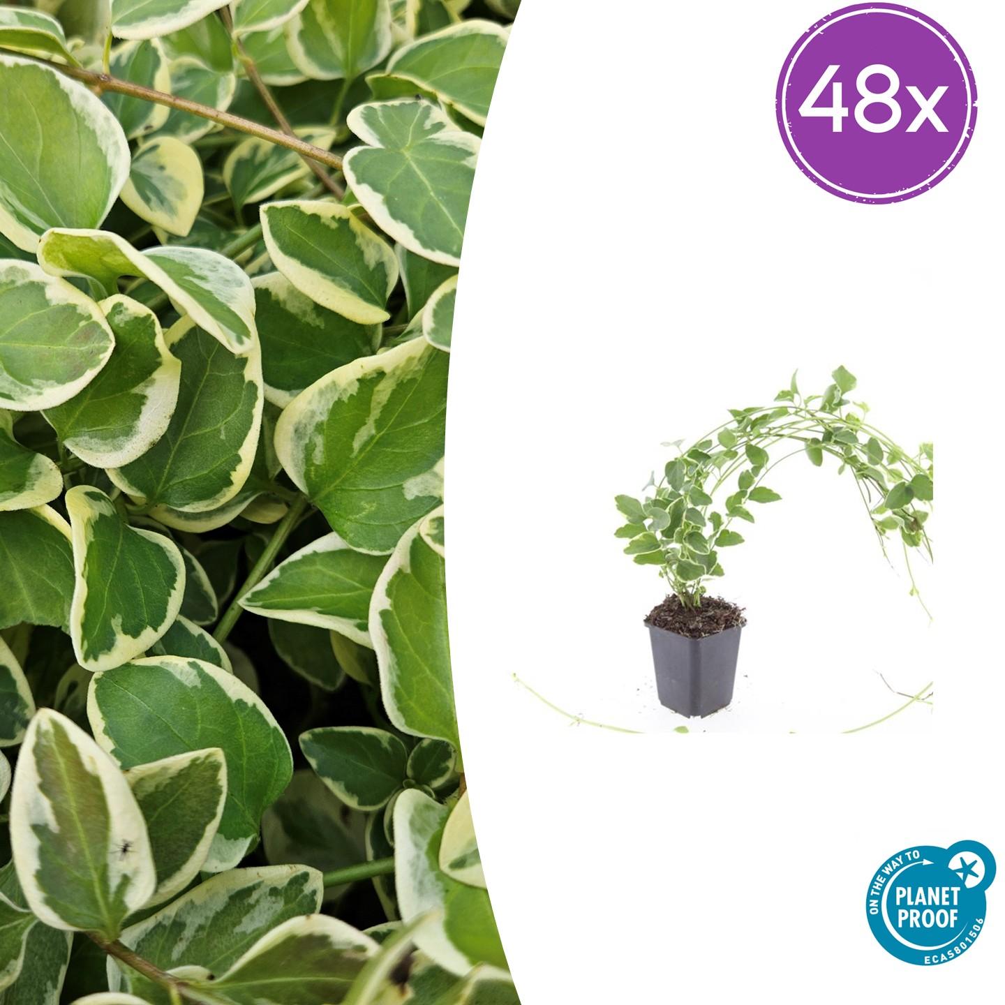 Vinca major 'Variegata' potmaat 9 cm hoogte 10 tot 25 cm