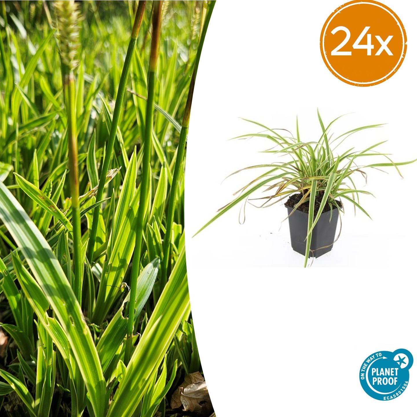 Carex morrowii 'Aureovariegata' potmaat 9 cm hoogte 10 tot 25 cm