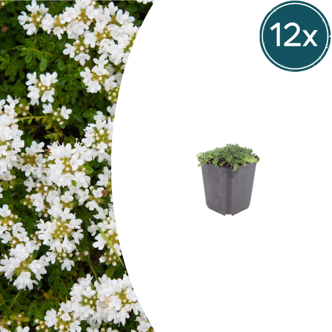 Thymus praecox 'Albiflorus' potmaat 9 cm hoogte 10 tot 25 cm