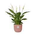 Spathiphyllum 12 Cm Torelli in ELHO Vibes Fold 14cm roze