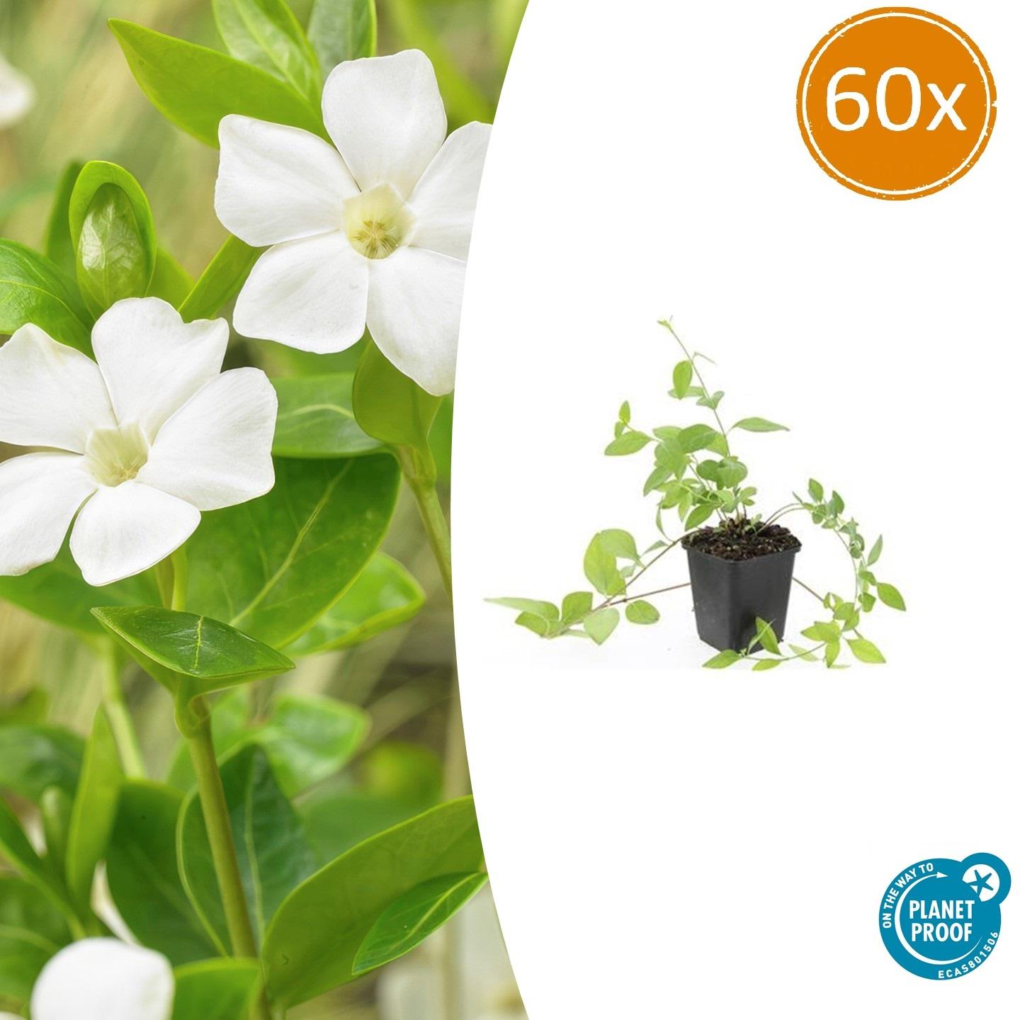 Vinca major 'Alba' potmaat 9 cm hoogte 10 tot 25 cm