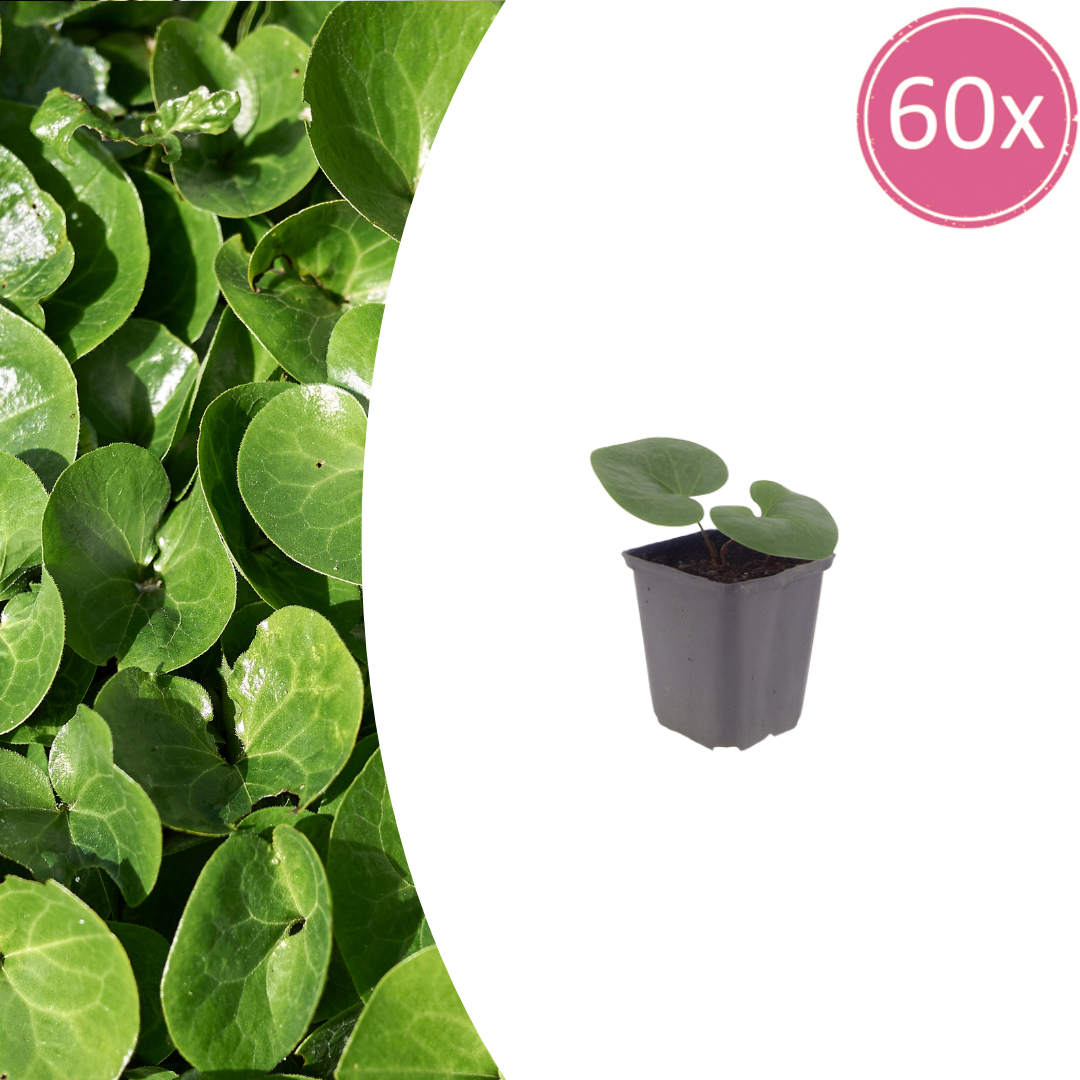 Asarum europaeum potmaat 9 cm hoogte 10 tot 25 cm
