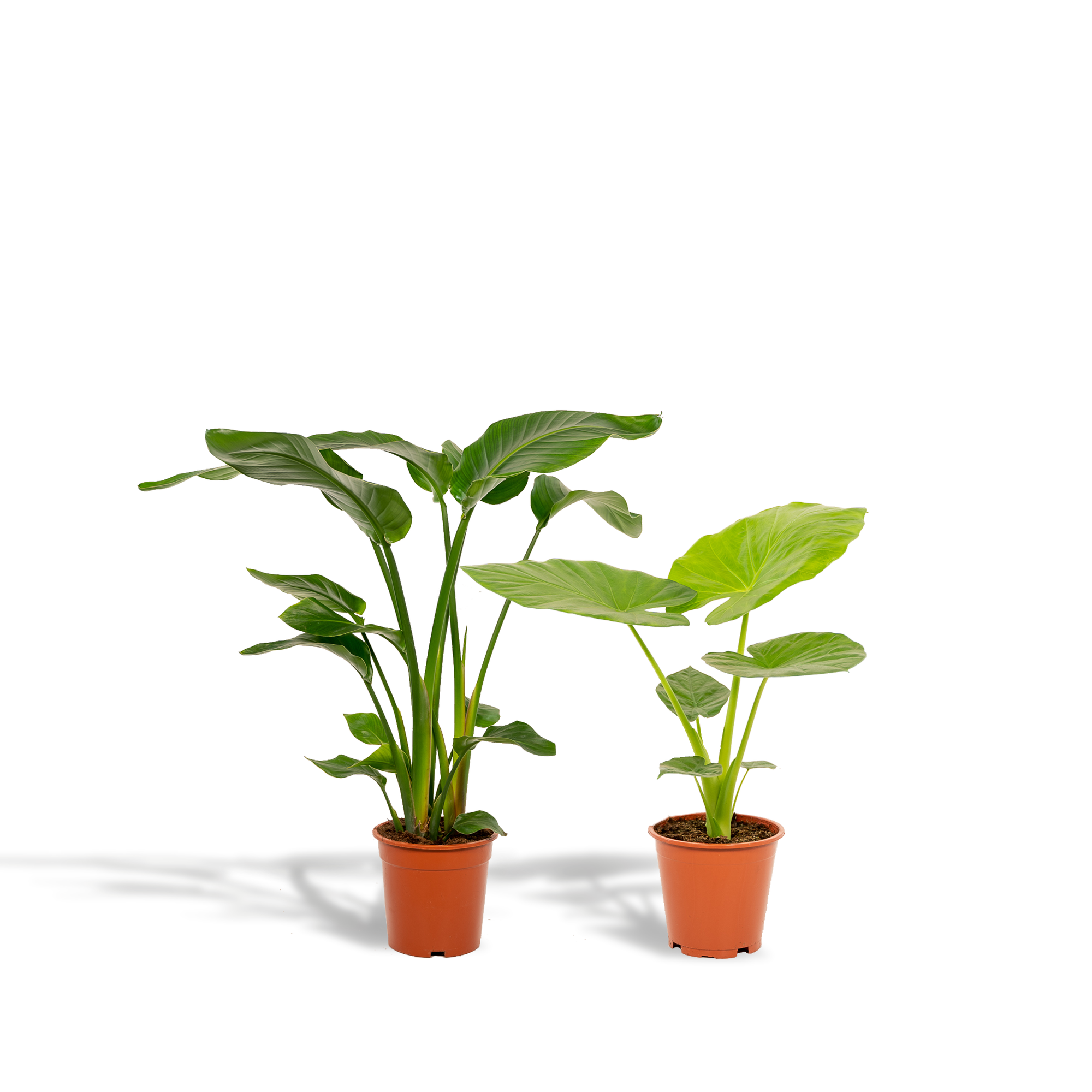 1x Strelitzia Nicolai potmaat 19 cm hoogte 85 cm + 1x Alocasia Macrorrhiza potmaat 19 cm hoogte 70 cm