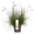 Pennisetum alopecuroides 'Hameln' - Ø19cm - ↕40cm - Ø19 - ↨40cm