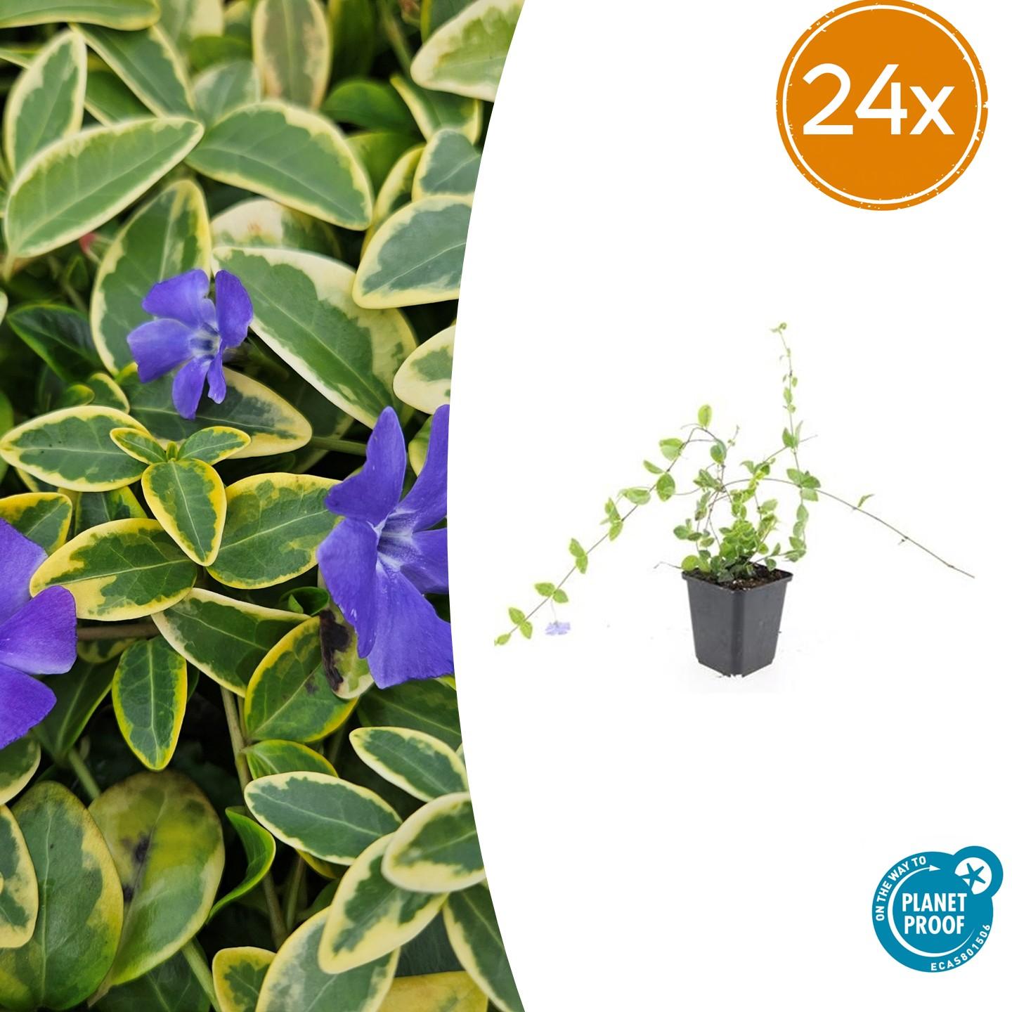 Vinca minor 'Blue and Gold' potmaat 9 cm hoogte 10 tot 25 cm
