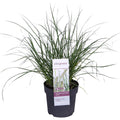Pennisetum alopecuroides 'Hameln' - Ø19cm - ↕40cm - Ø14 - ↨30cm