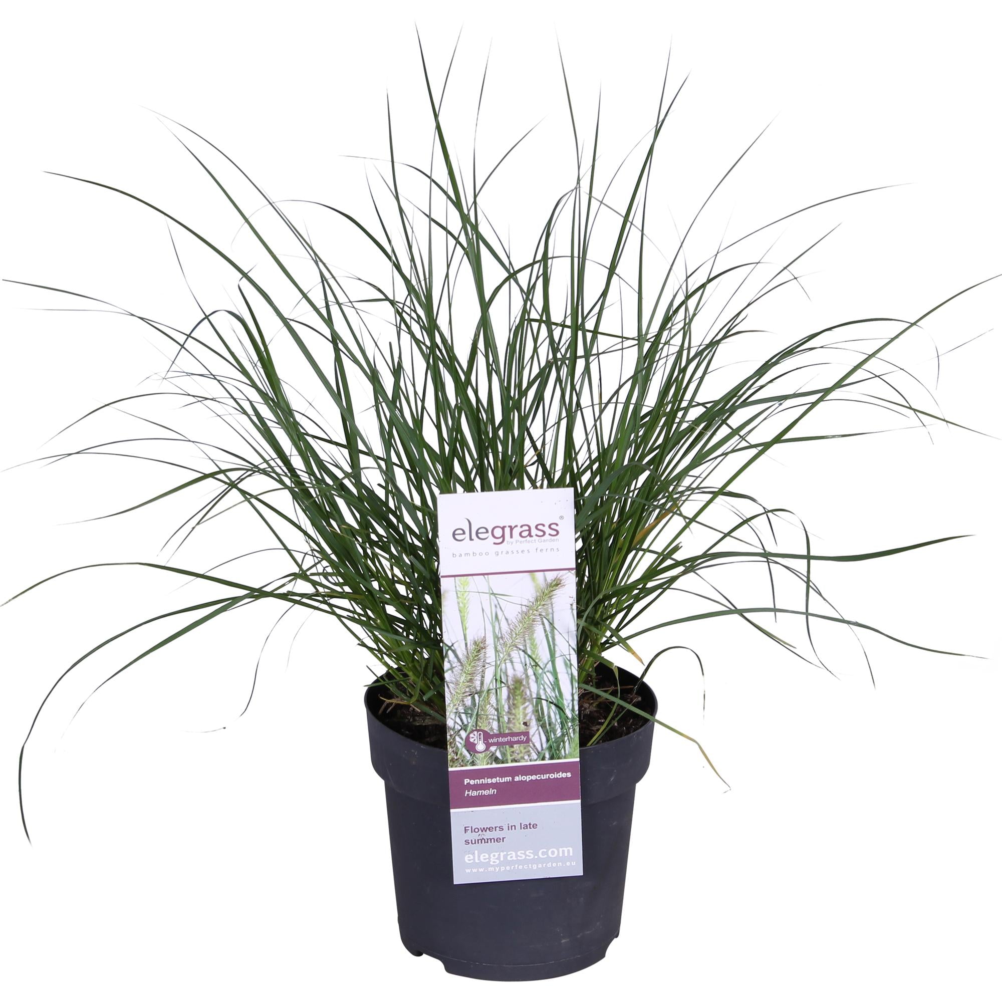Pennisetum alopecuroides 'Hameln' - Ø19cm - ↕40cm - Ø14 - ↨30cm