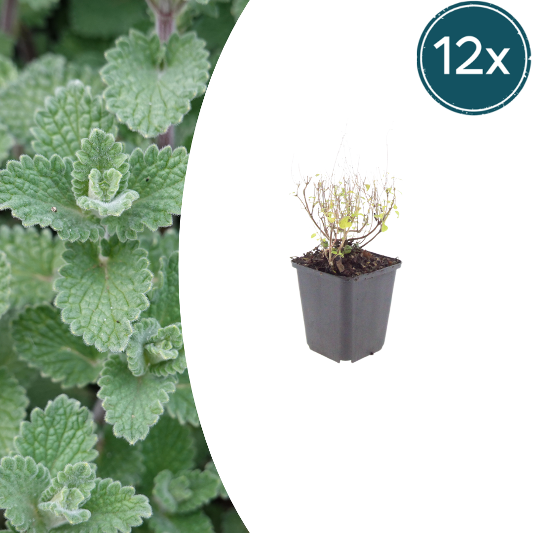 Calamintha n. nepeta potmaat 9 cm hoogte 10 tot 25 cm