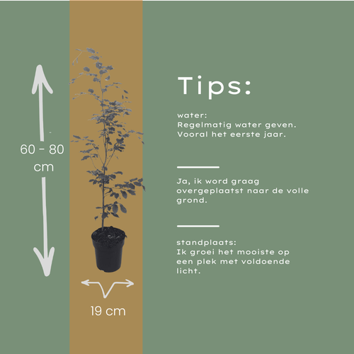 Fagus sylvatica (minipalletdeal 50 stuks) potmaat 19 cm hoogte 60 tot 80 cm
