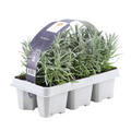 Lavendel angustifolia (6 pack) potmaat 7 cm hoogte 15 cm