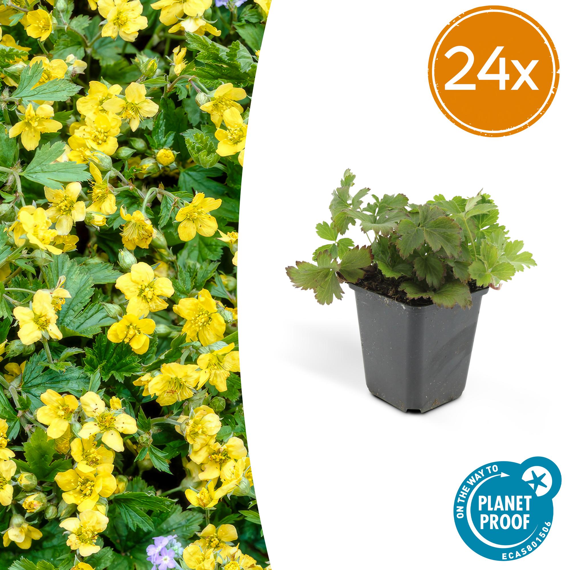 Waldsteinia ternata potmaat 9 cm hoogte 10 tot 25 cm