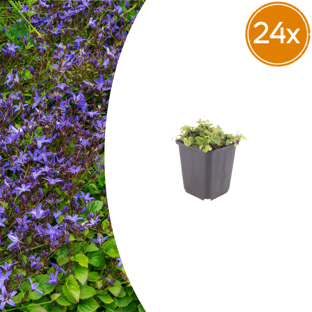 Campanula poscharskyana potmaat 9 cm hoogte 10 tot 25 cm