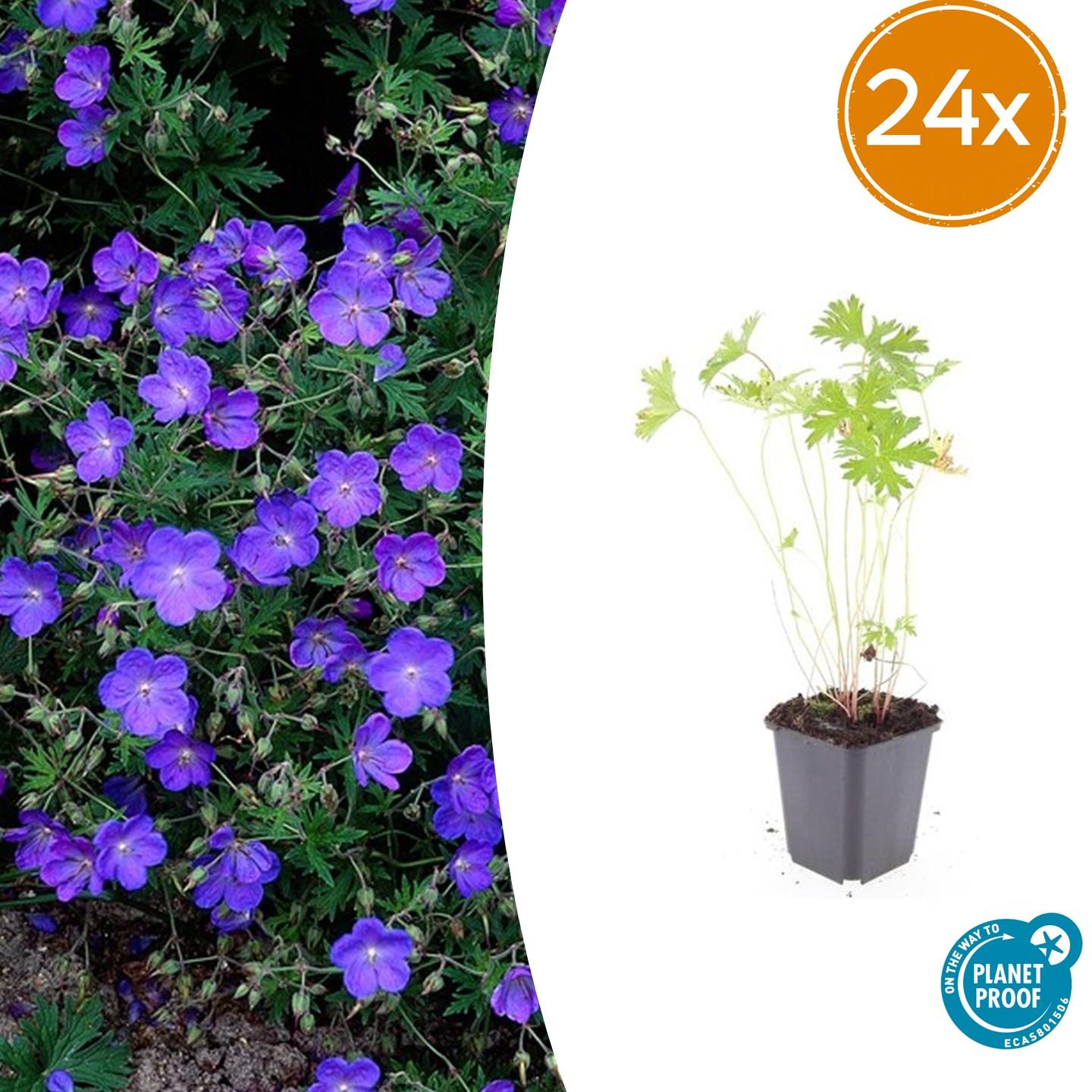 Geranium 'Johnson's Blue' potmaat 9 cm hoogte 10 tot 25 cm