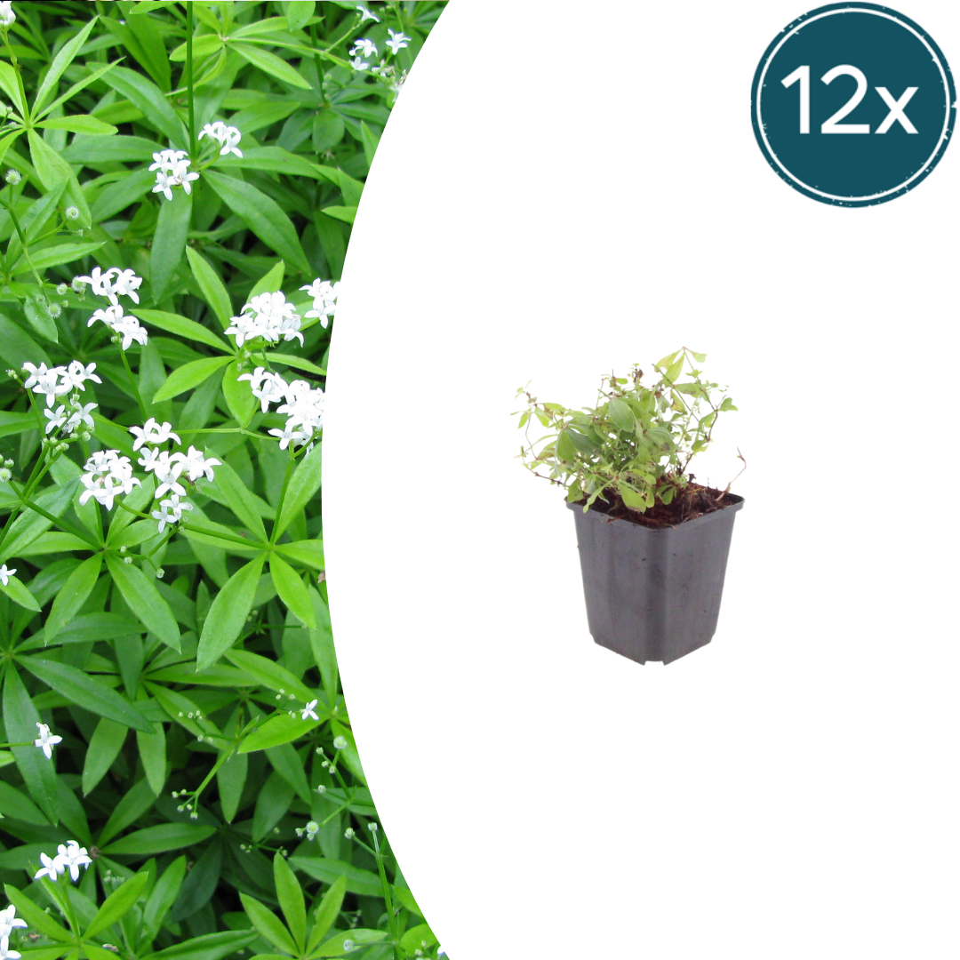 Galium odoratum potmaat 9 cm hoogte 10 tot 25 cm