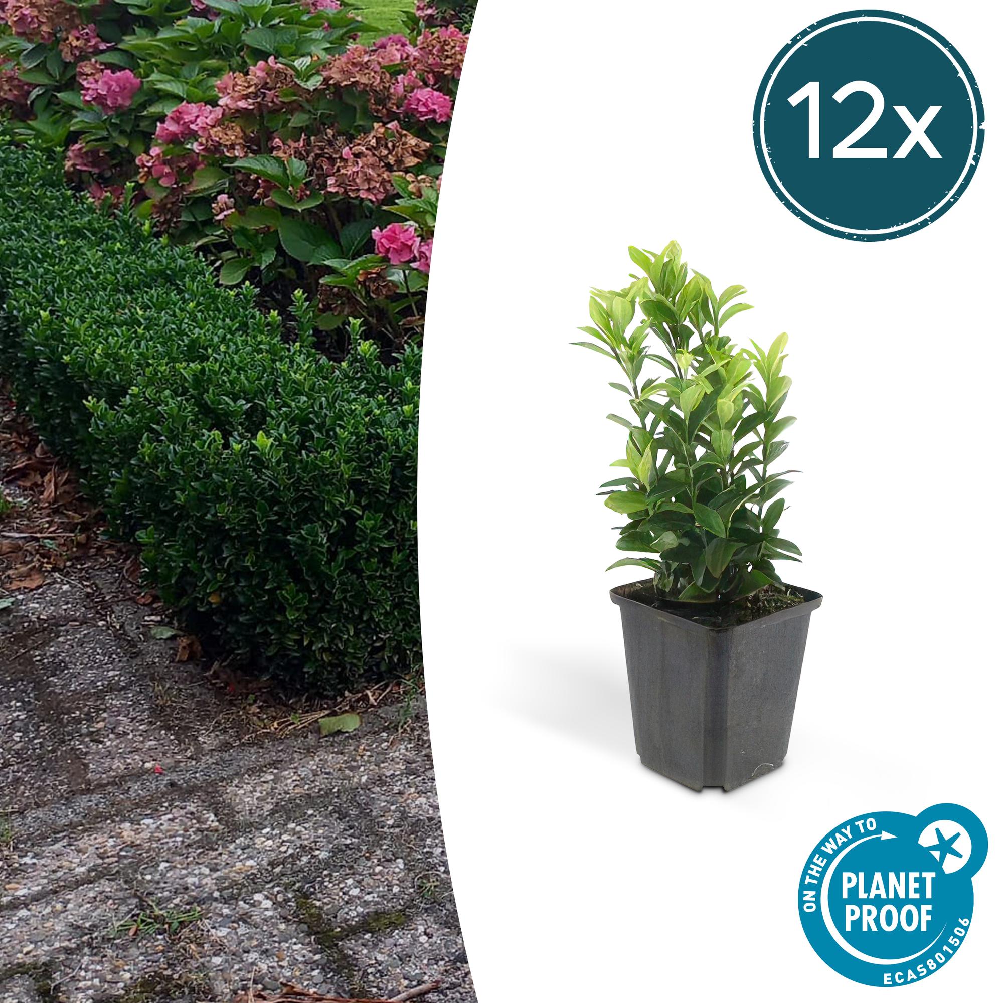 Euonymus jap. Green Spire potmaat 9 cm hoogte 10 tot 25 cm