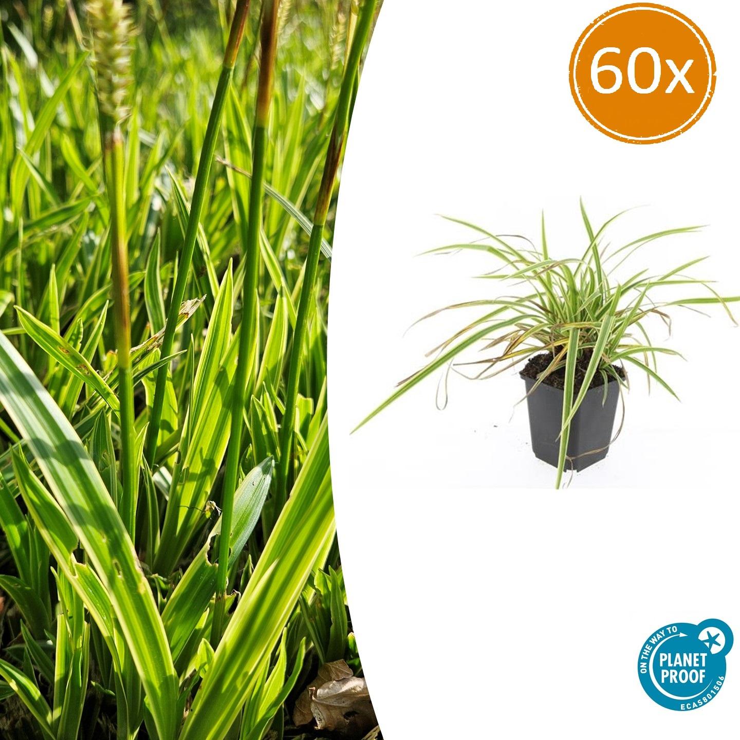 Carex morrowii 'Aureovariegata' potmaat 9 cm hoogte 10 tot 25 cm