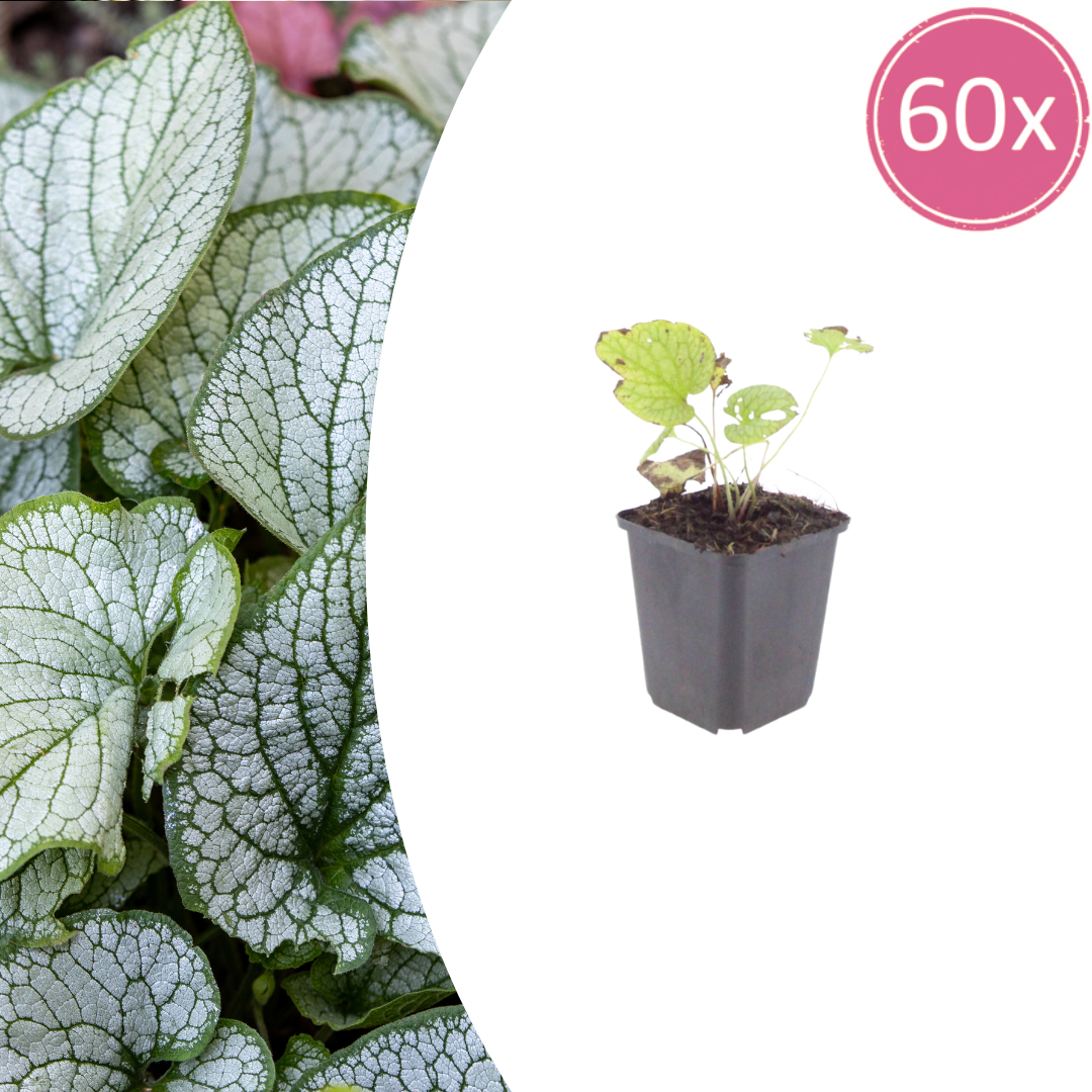 Brunnera macr. 'Jack Frost' potmaat 9 cm hoogte 10 tot 25 cm