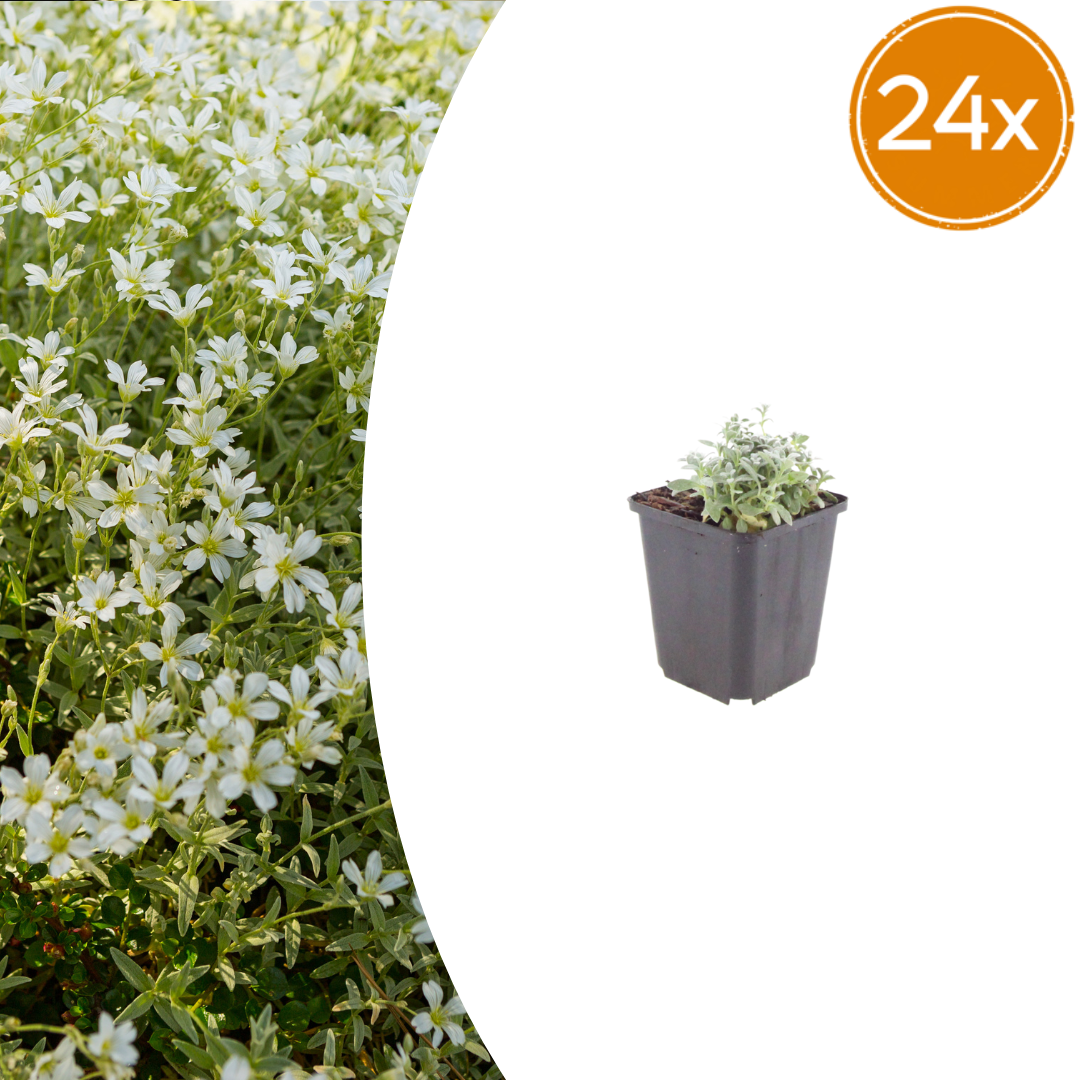 Cerastium tomentosum potmaat 9 cm hoogte 10 tot 25 cm