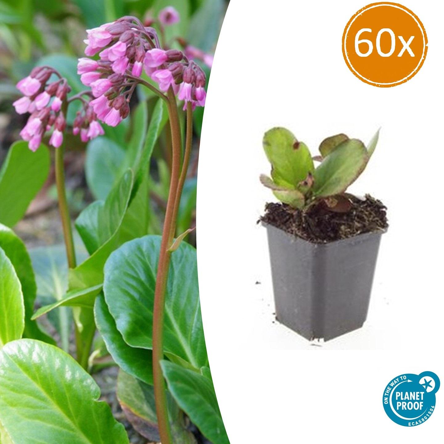Bergenia cordifolia 'Herbstblüte' potmaat 9 cm hoogte 10 tot 25 cm