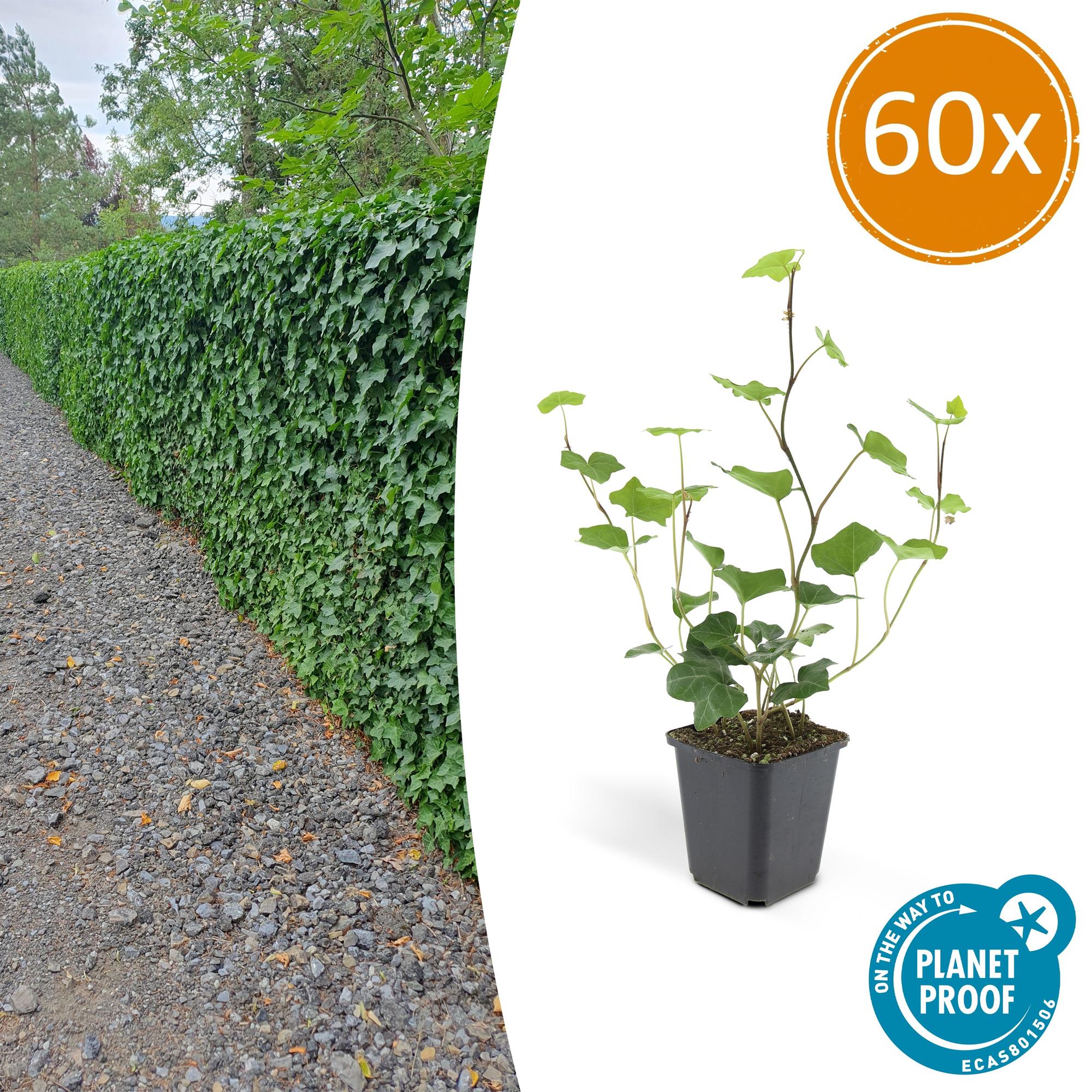Hedera Hibernica potmaat 9 cm hoogte 10 tot 25 cm