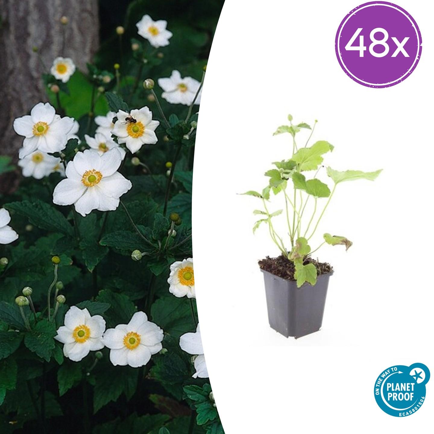 Anemone hyb. 'Honorine Jobert' potmaat 9 cm hoogte 10 tot 25 cm