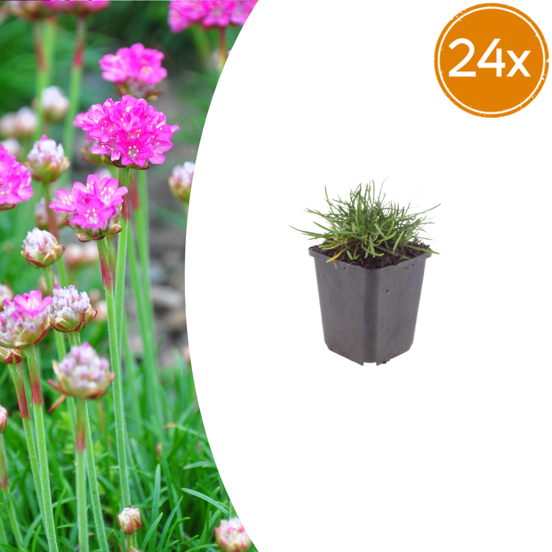 Armeria m. 'Splendens' potmaat 9 cm hoogte 10 tot 25 cm