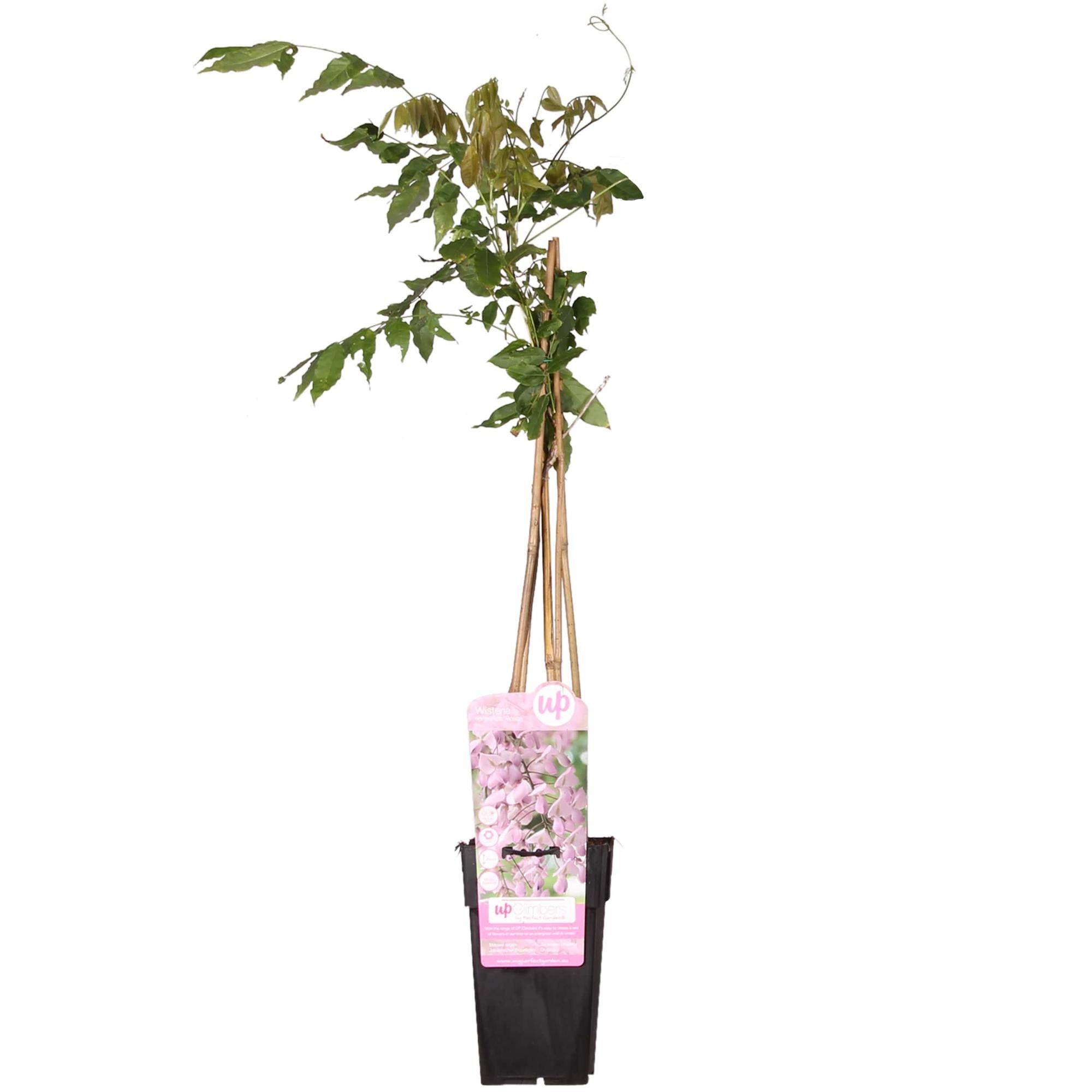 Wisteria floribunda 'Rosea' - Roze regen - Ø15cm - ↕65cm