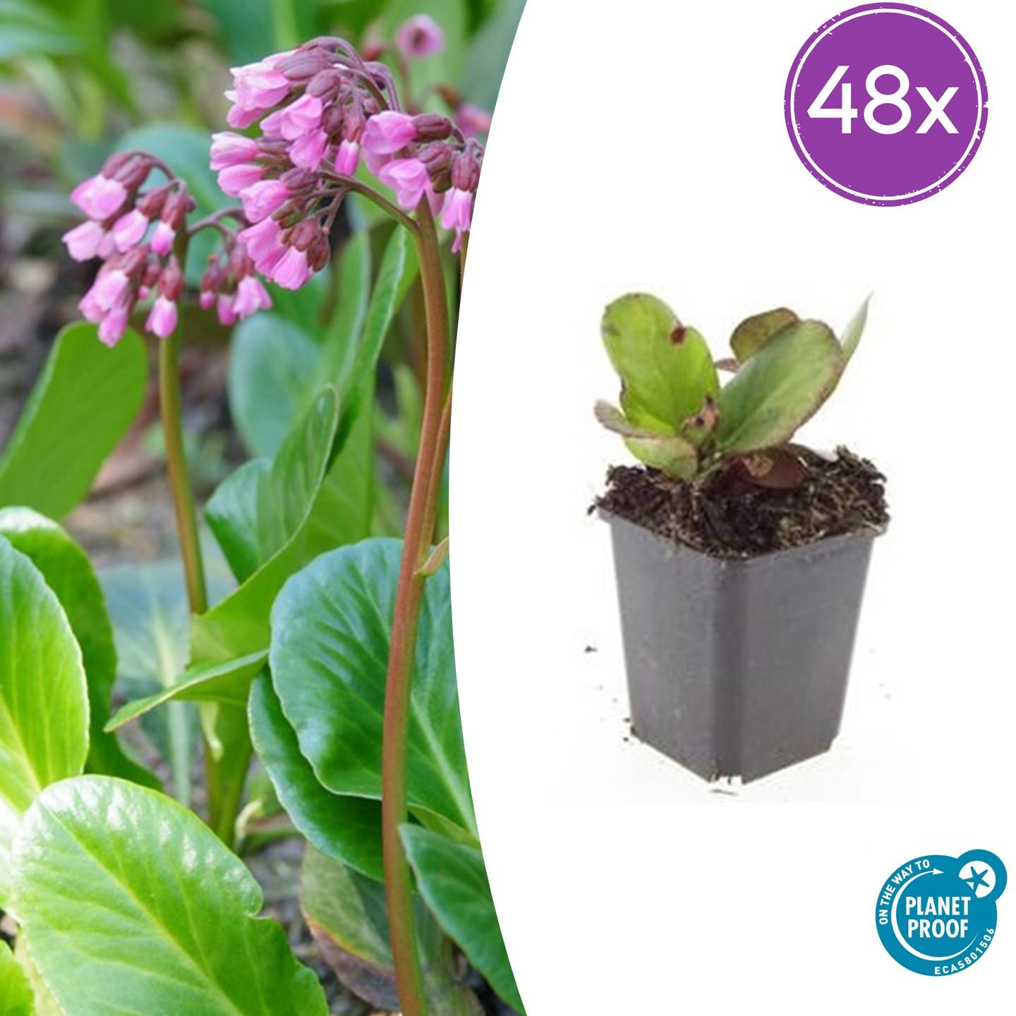 Bergenia cordifolia 'Herbstblüte' potmaat 9 cm hoogte 10 tot 25 cm