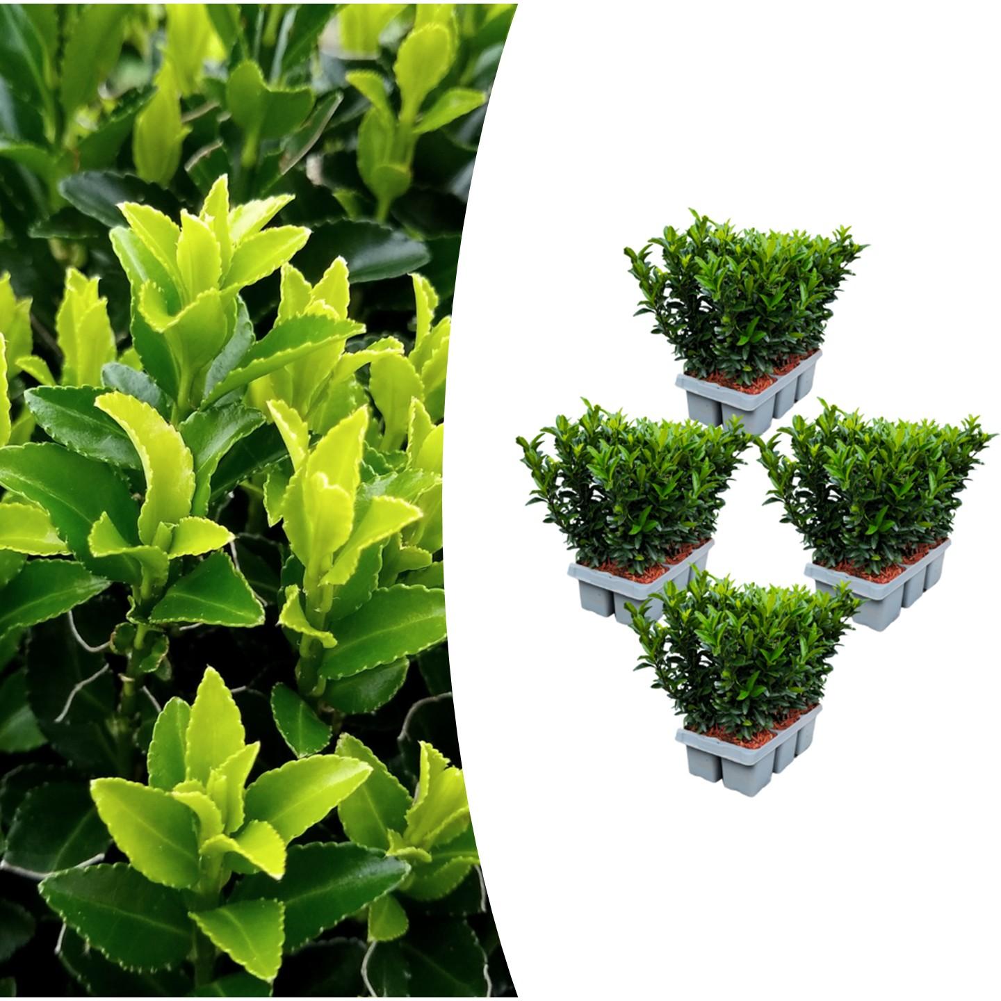 Euonymus 'Green Spire' (6 pack) potmaat 7 cm hoogte 15 cm