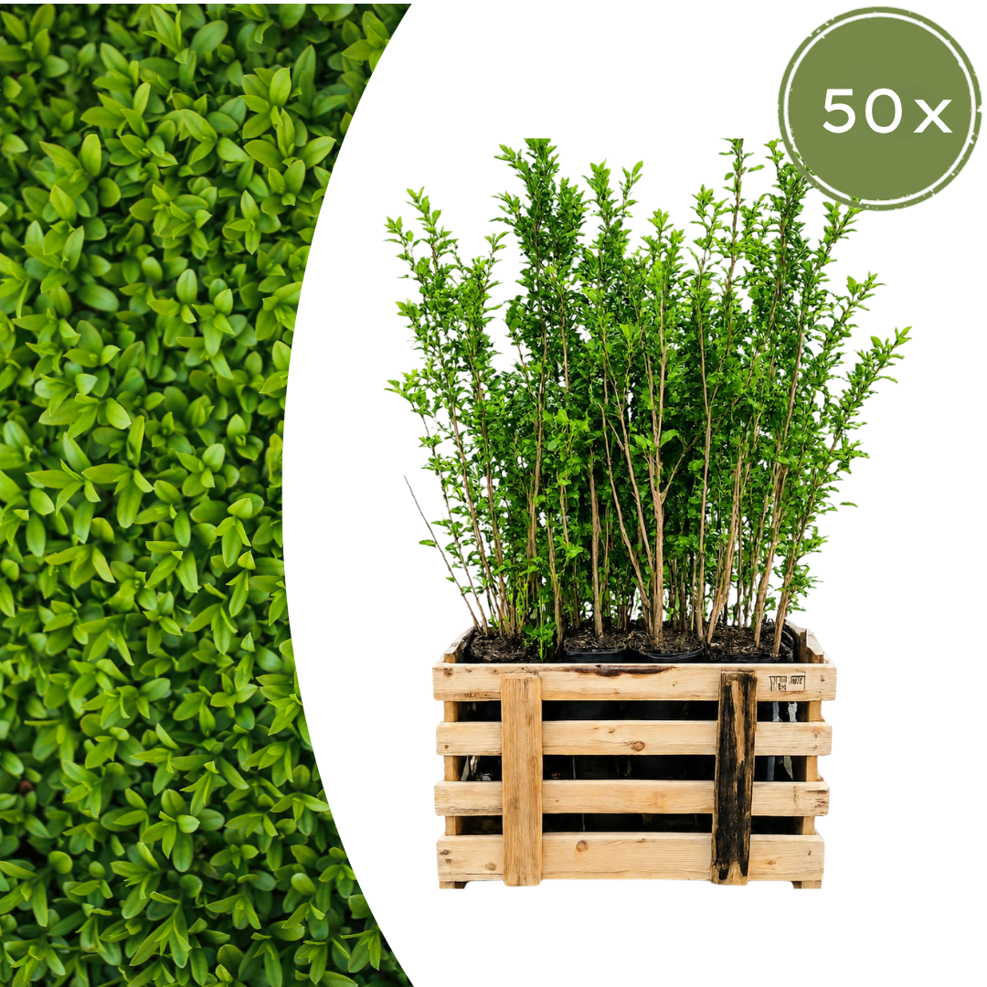 Ligustrum Ovalifolium (minipalletdeal 50 stuks) potmaat 19 cm hoogte 60 tot 80 cm