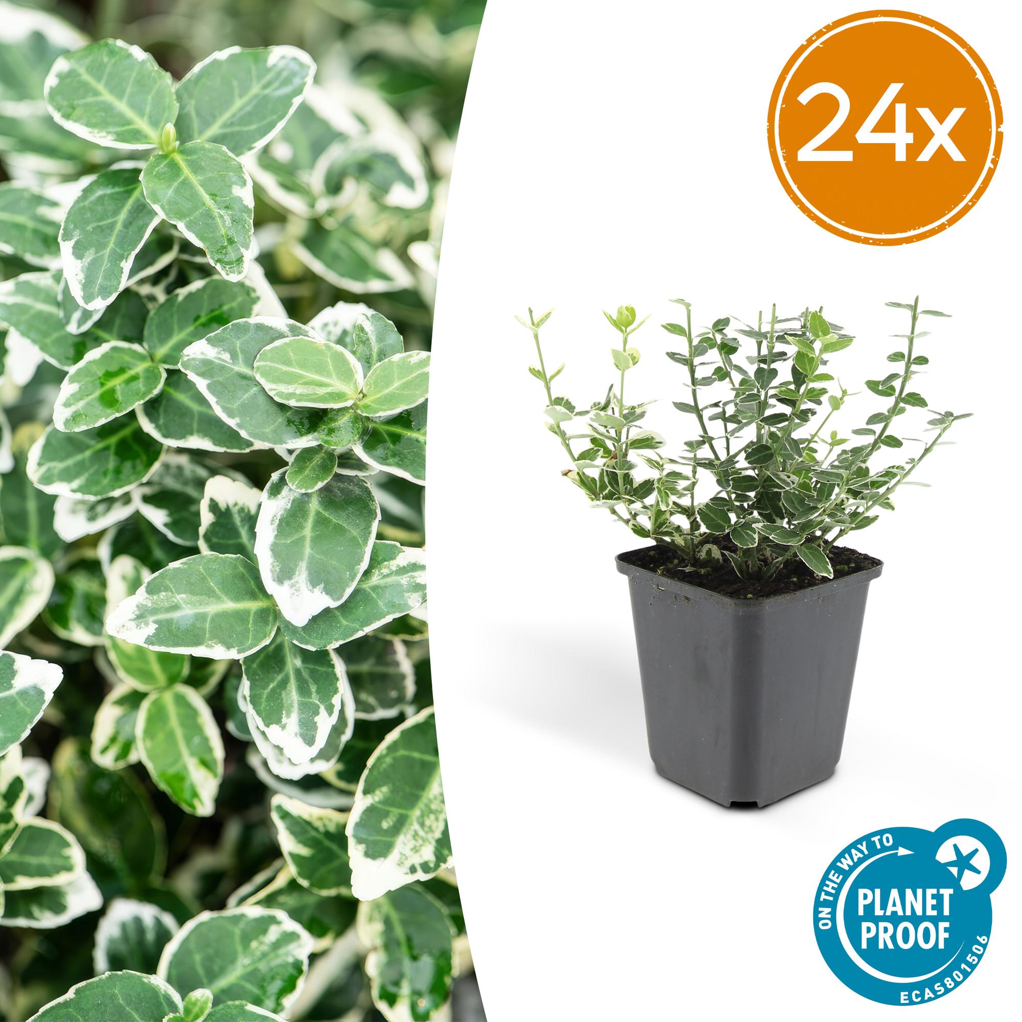 Euonymus fort. 'Emerald Gaiety' potmaat 9 cm hoogte 10 tot 25 cm