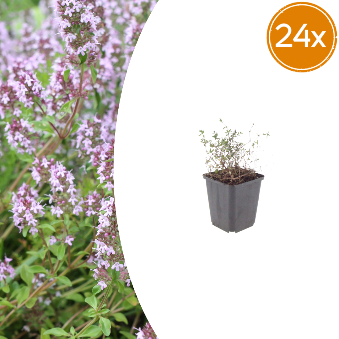 Thymus vulgaris potmaat 9 cm hoogte 10 tot 25 cm