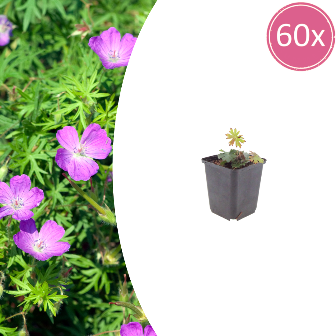 Geranium sanguineum potmaat 9 cm hoogte 10 tot 25 cm