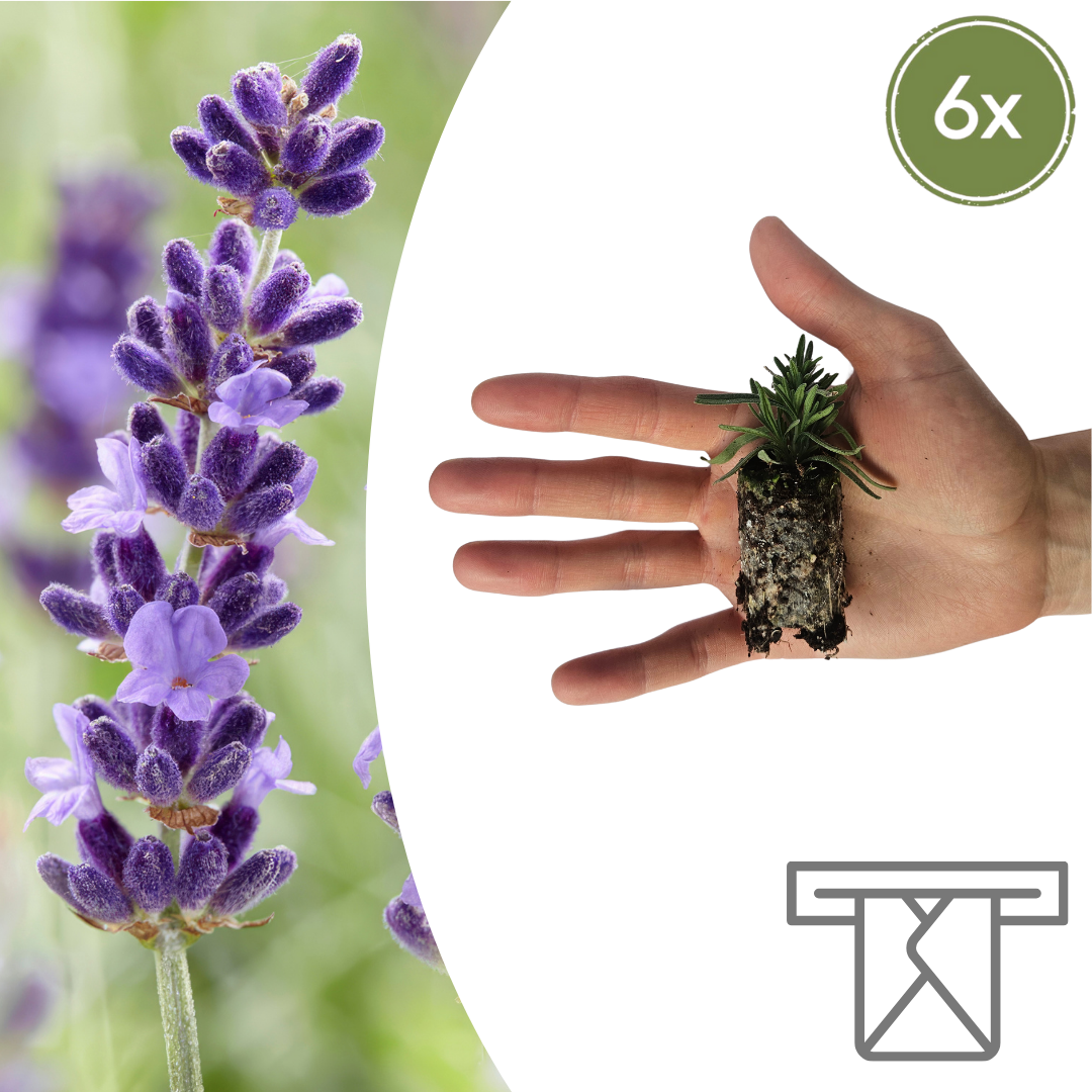 Lavandula 'Hidcote' Zelf Kweken (plug) (6 stuks) potmaat 3 cm hoogte 4 cm