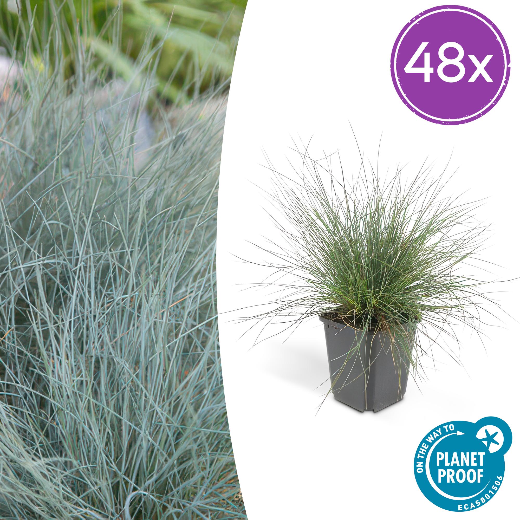 Festuca glauca 'Elijah Bleu' potmaat 9 cm hoogte 10 tot 25 cm