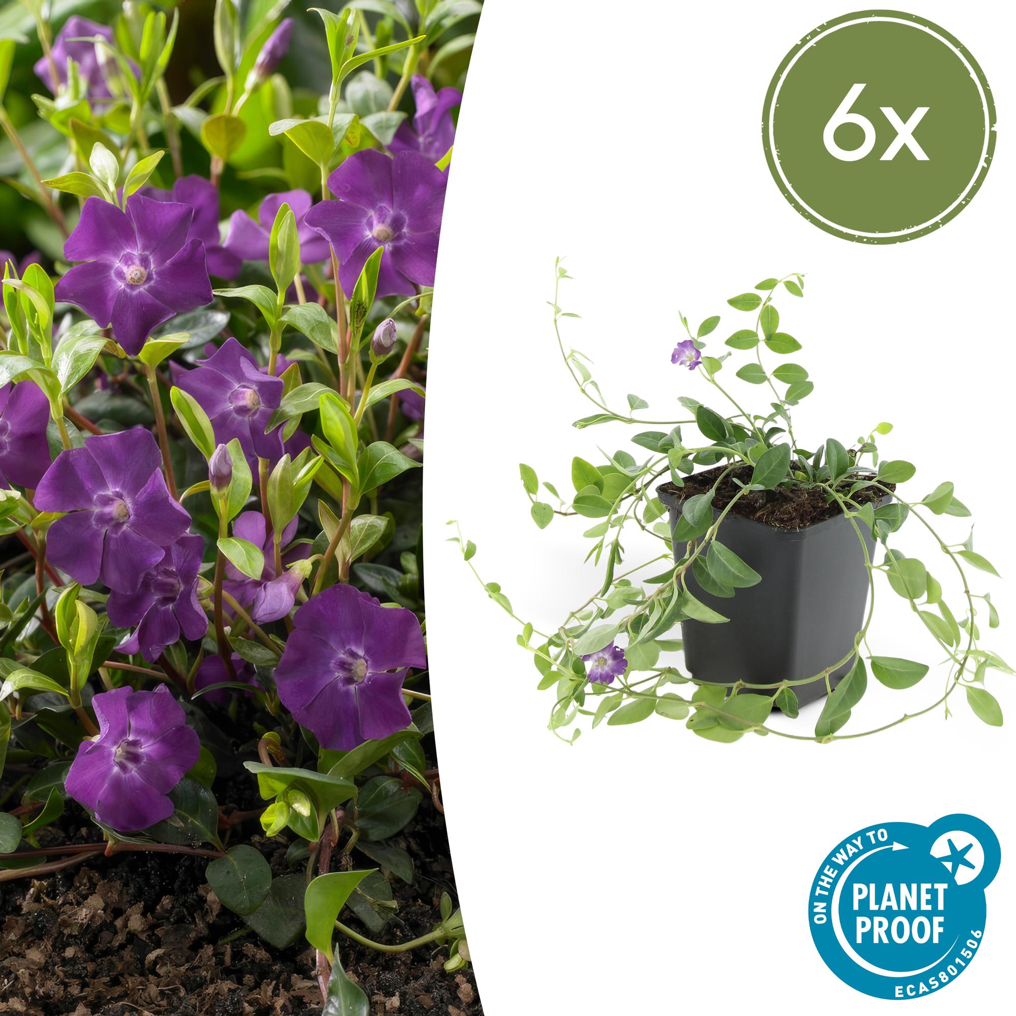 Vinca minor 'Atropurpurea' potmaat 9 cm hoogte 10 tot 25 cm