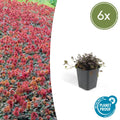 Acaena microphylla 'Kupferteppich' potmaat 9 cm hoogte 10 tot 25 cm
