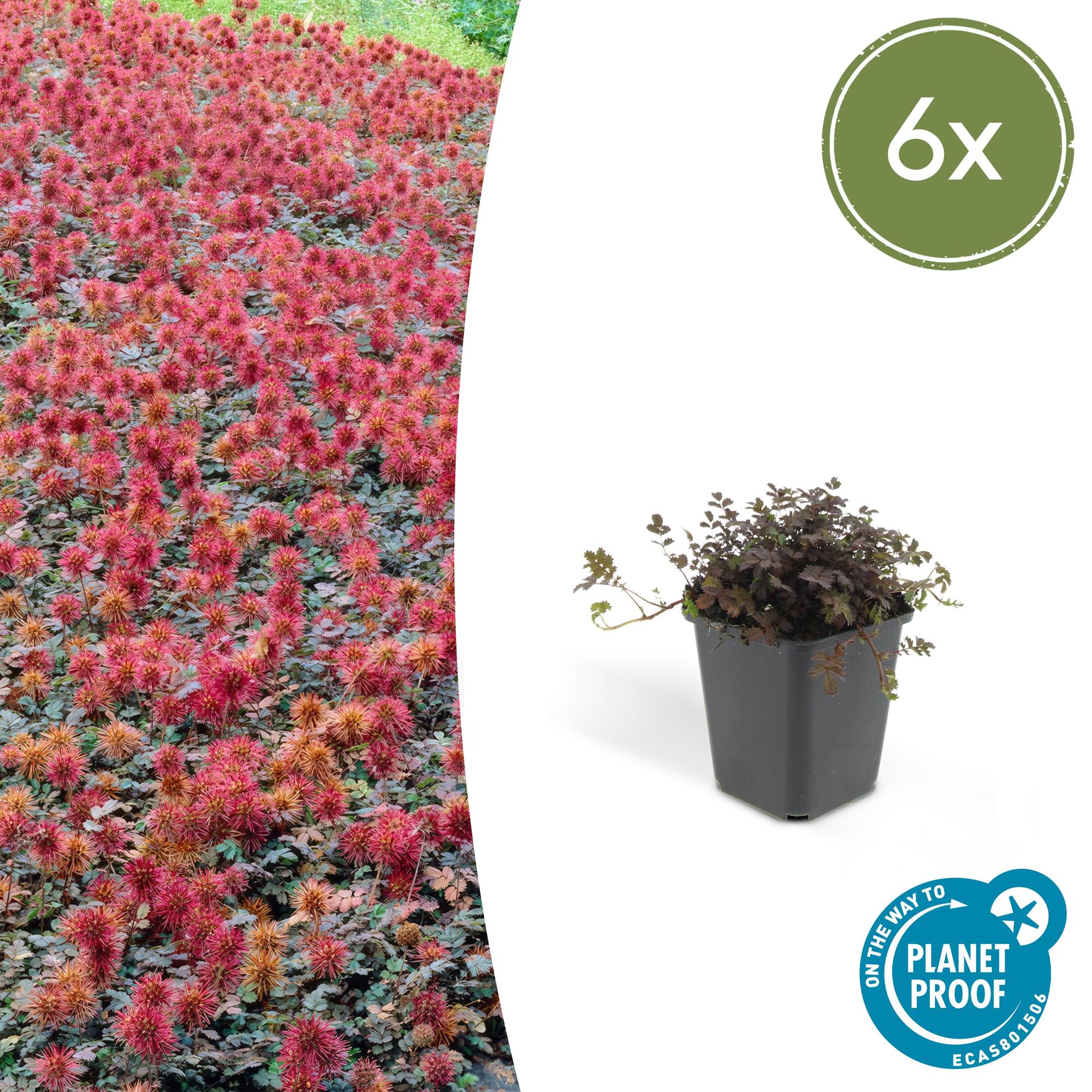 Acaena microphylla 'Kupferteppich' potmaat 9 cm hoogte 10 tot 25 cm