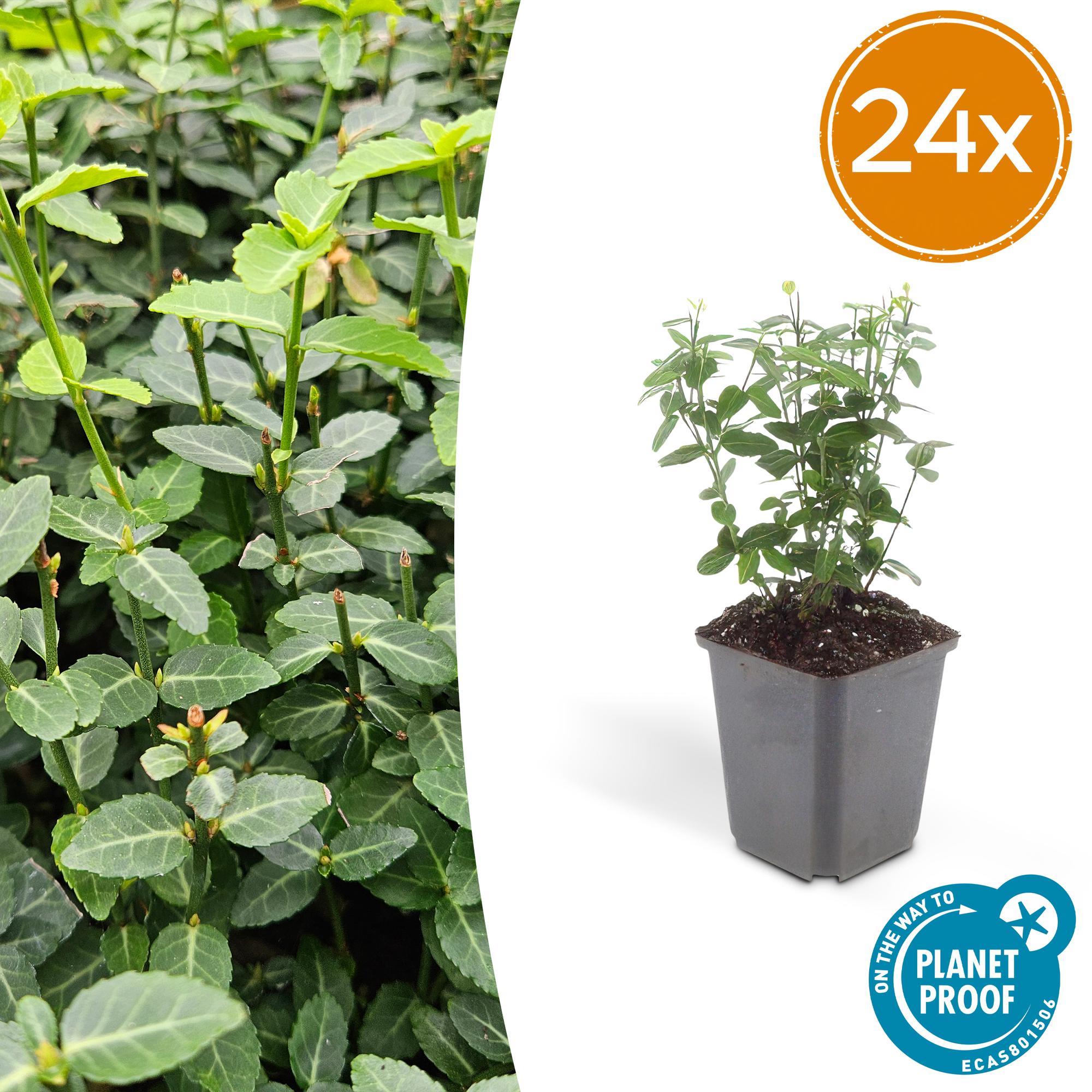 Euonymus fortunei radicans potmaat 9 cm hoogte 10 tot 25 cm