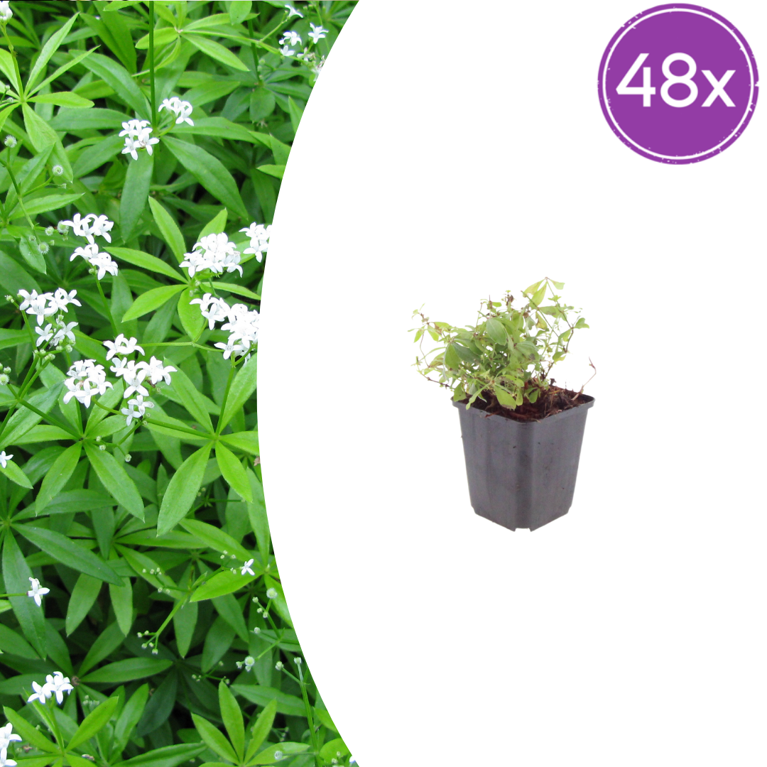 Galium odoratum potmaat 9 cm hoogte 10 tot 25 cm