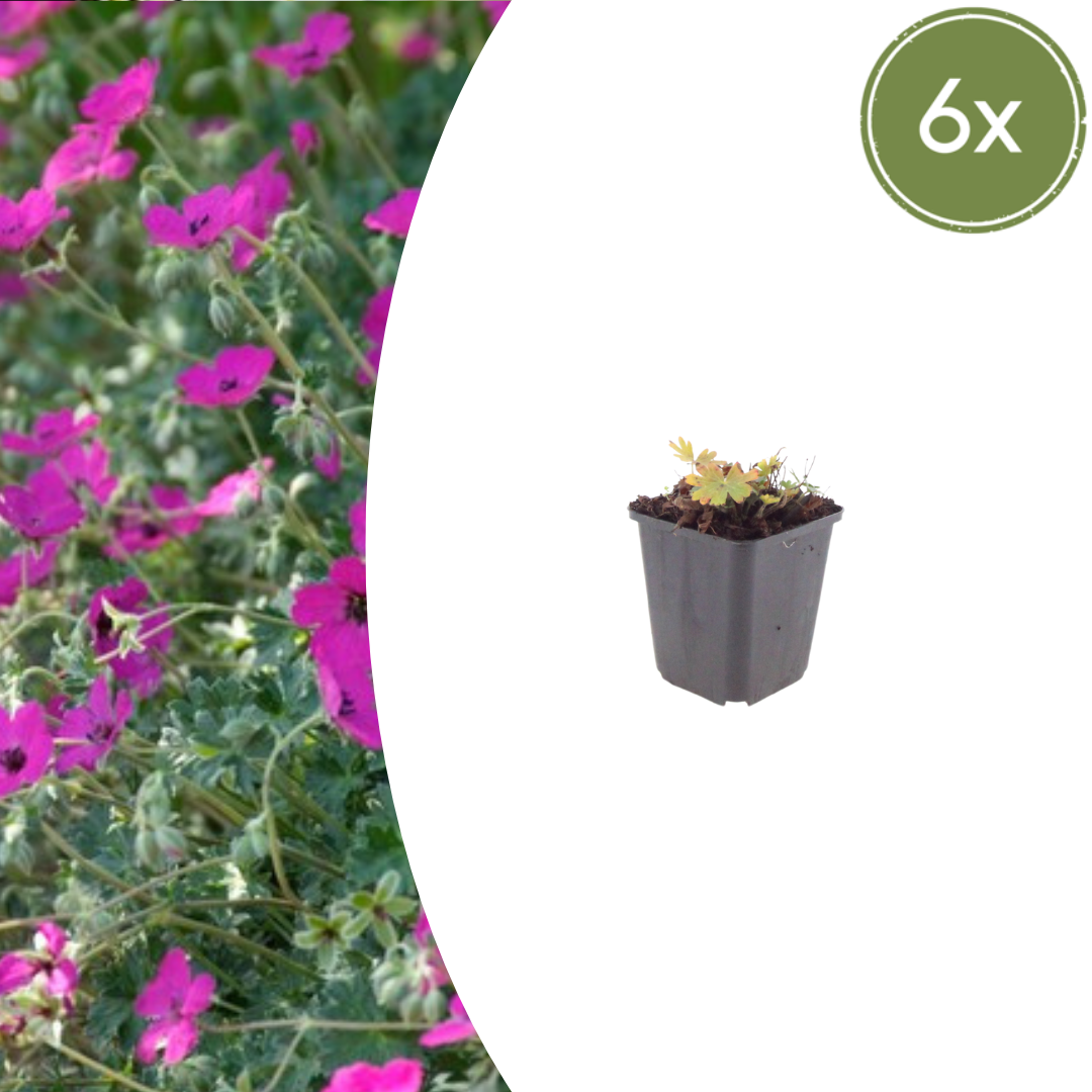 Geranium sang. 'Max Frei' potmaat 9 cm hoogte 10 tot 25 cm