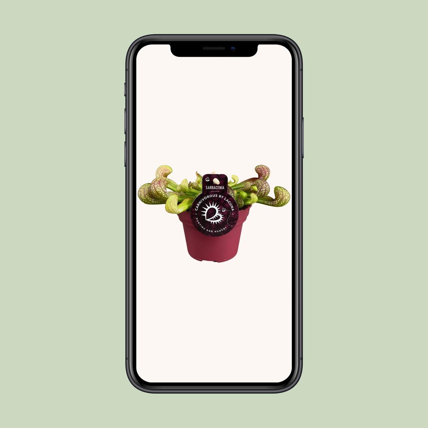 Sarracenia Psittacina - Ø12cm - ↕13cm