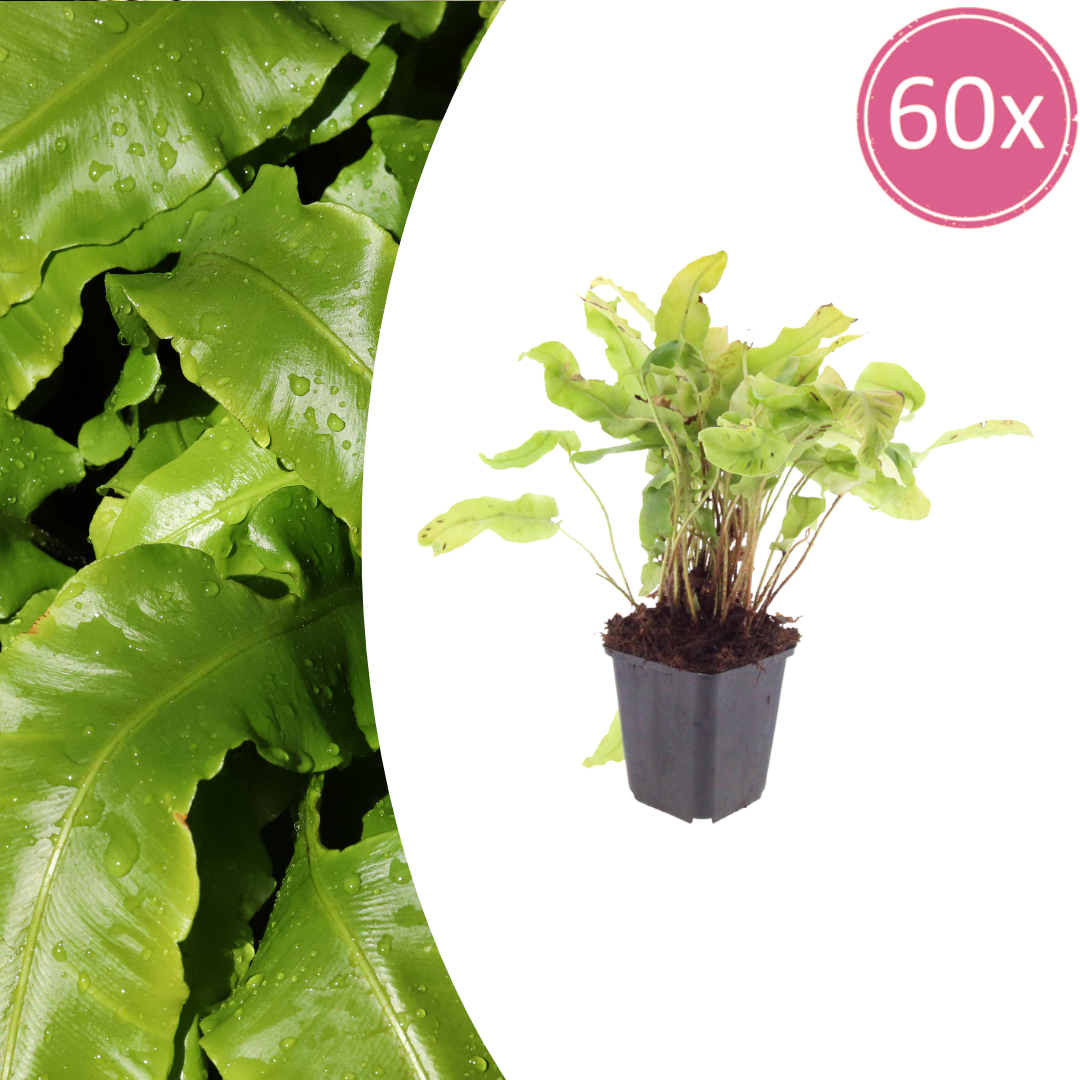Asplenium scolopendrium potmaat 9 cm hoogte 10 tot 25 cm
