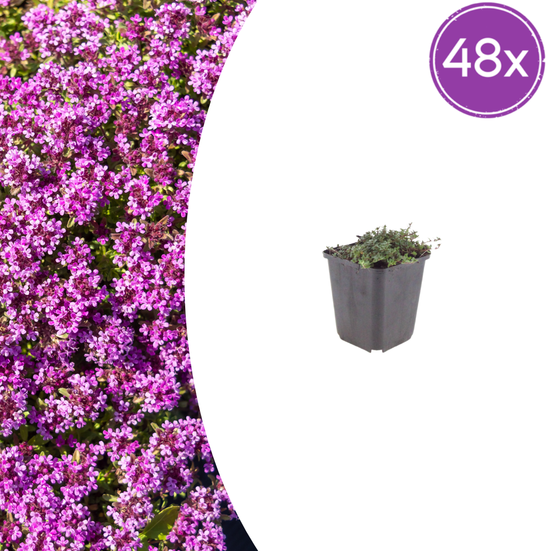 Thymus praecox 'Coccineus' potmaat 9 cm hoogte 10 tot 25 cm