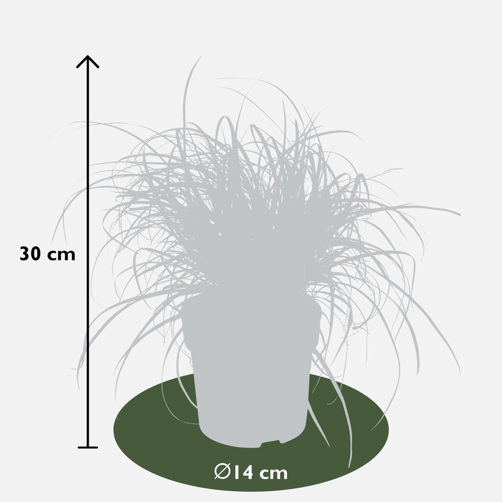 Uncinia rubra Everflame - Ø19cm - ↕40cm - Ø14 - ↨30cm