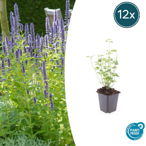 Agastache 'Black Adder' potmaat 9 cm hoogte 10 tot 25 cm