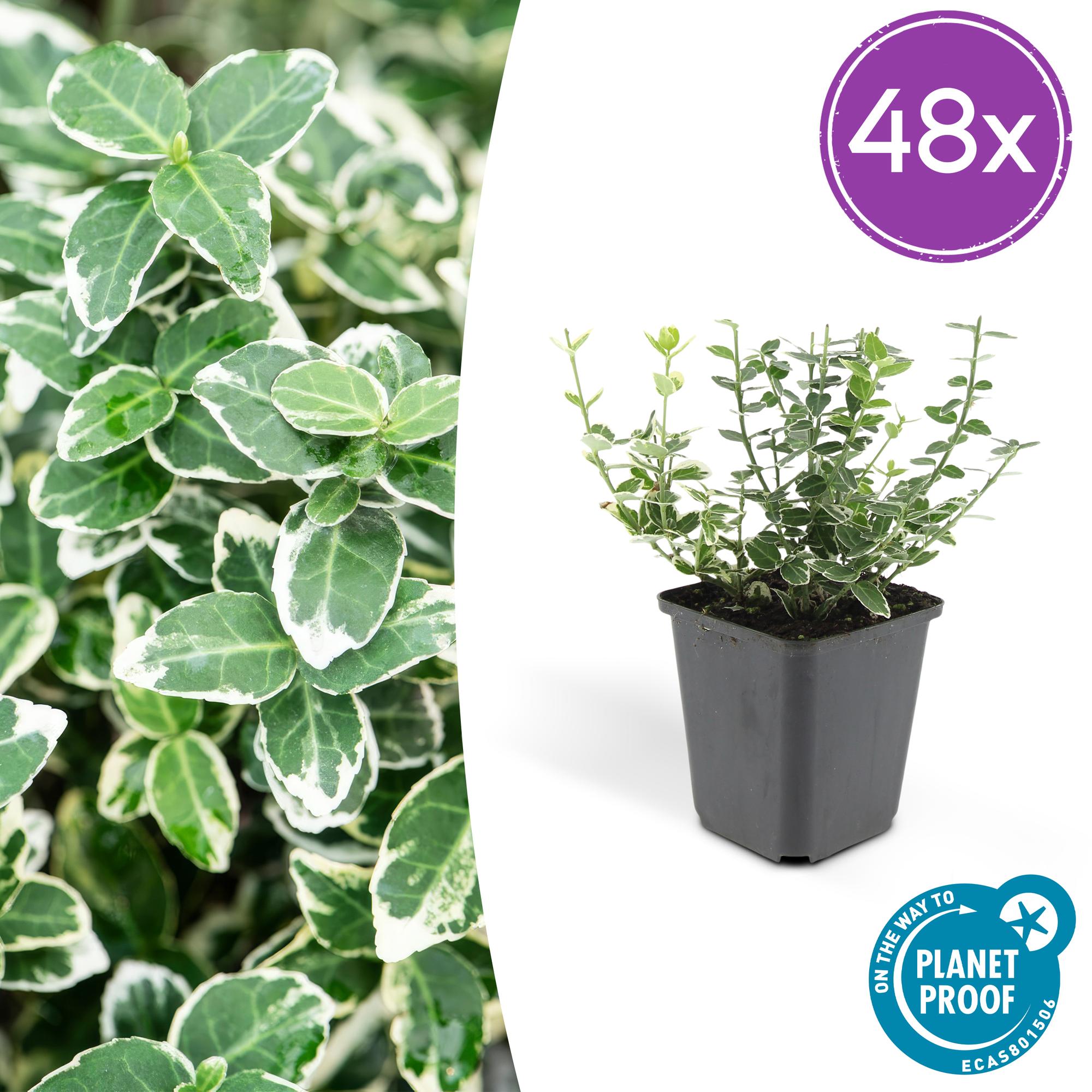 Euonymus fort. 'Emerald Gaiety' potmaat 9 cm hoogte 10 tot 25 cm