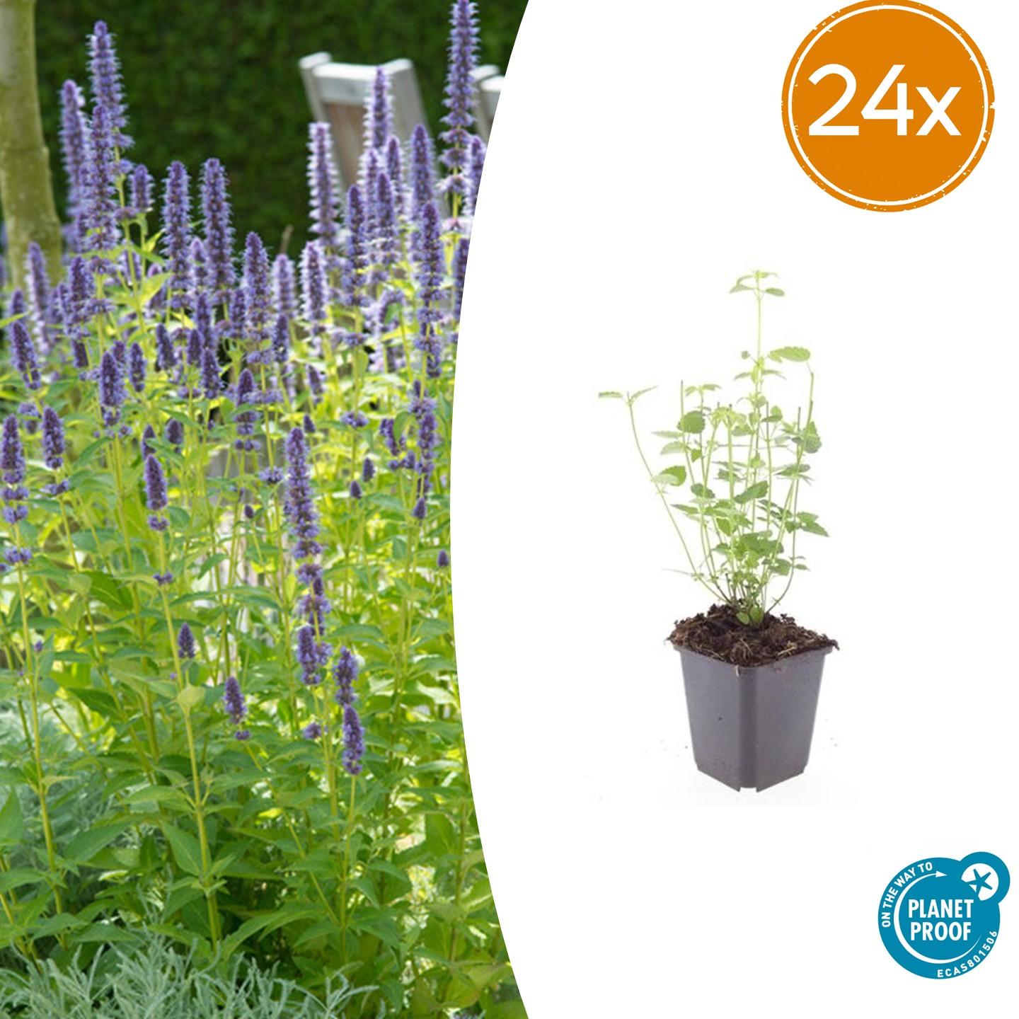 Agastache 'Black Adder' potmaat 9 cm hoogte 10 tot 25 cm