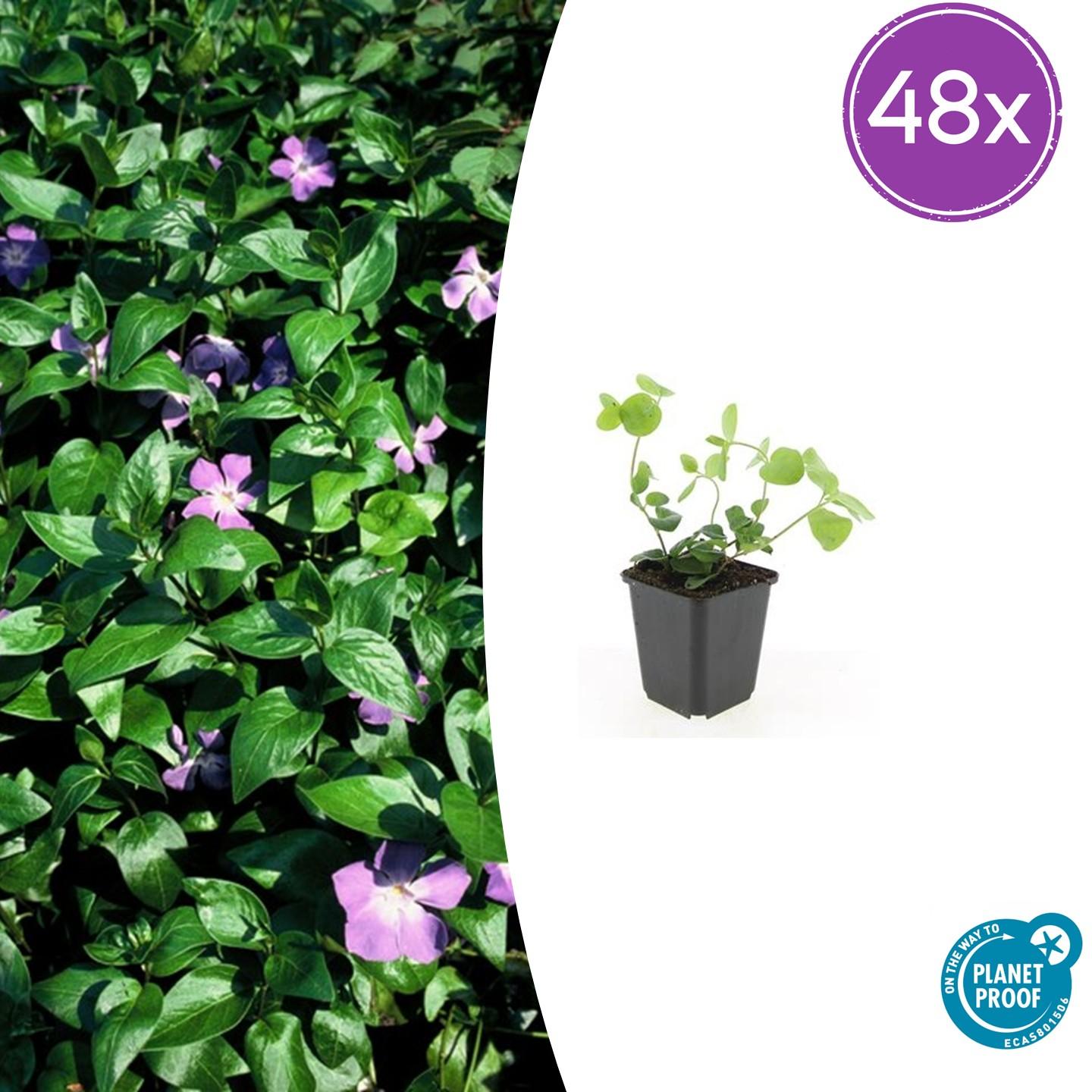 Vinca major potmaat 9 cm hoogte 10 tot 25 cm