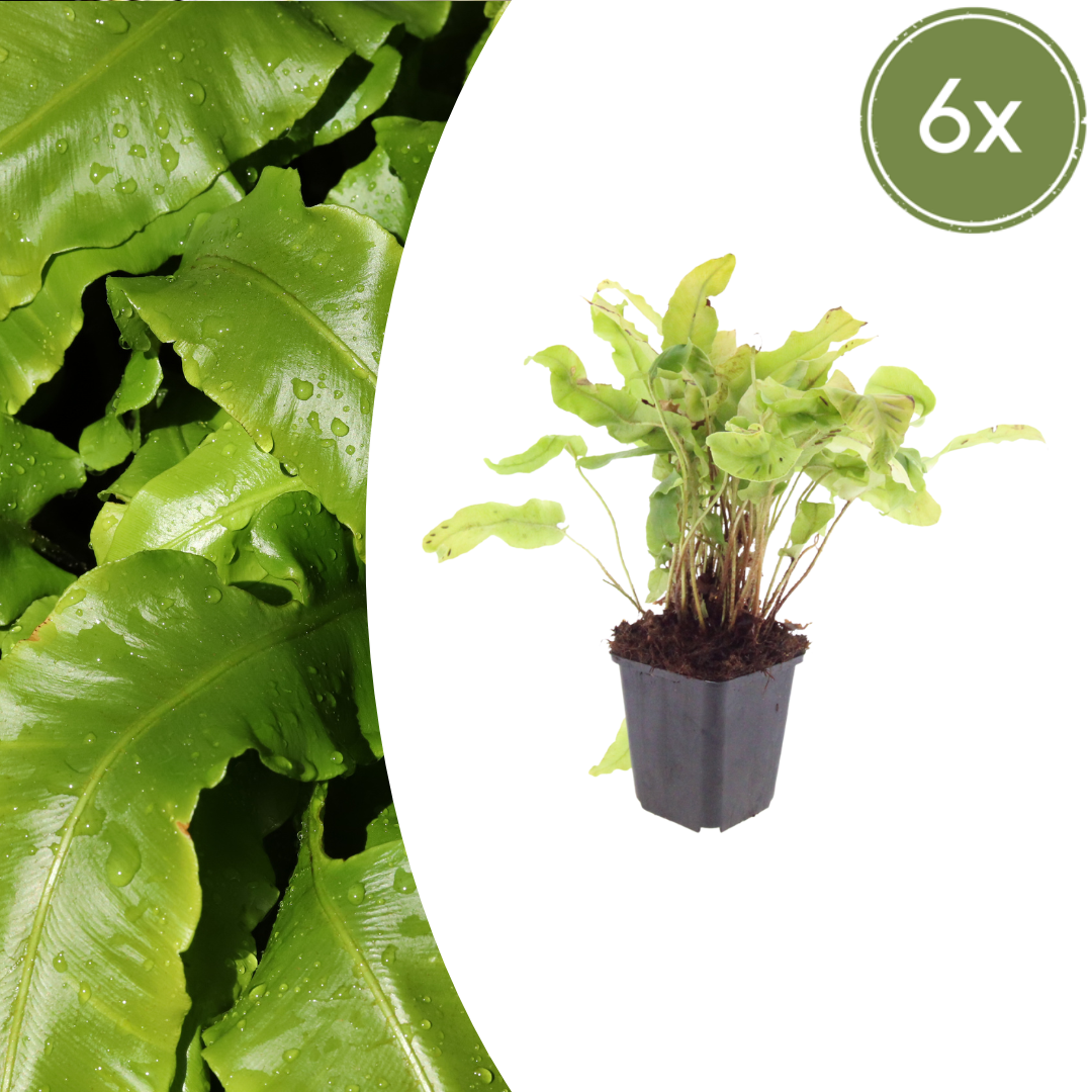 Asplenium scolopendrium potmaat 9 cm hoogte 10 tot 25 cm